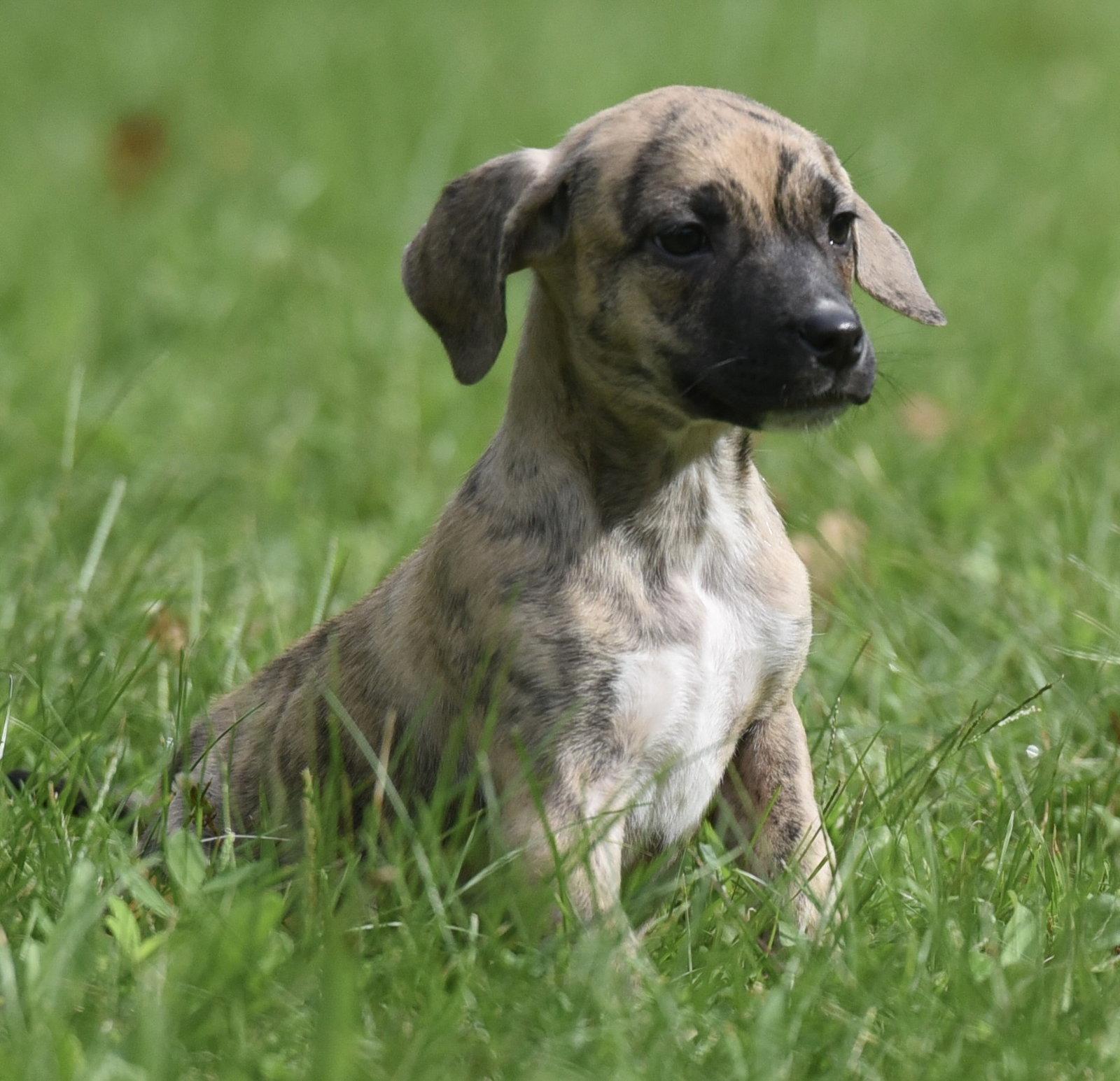 Enlarge Sully, a Adoptable mixed breed in Mechanicsburg, PA image 2/3
