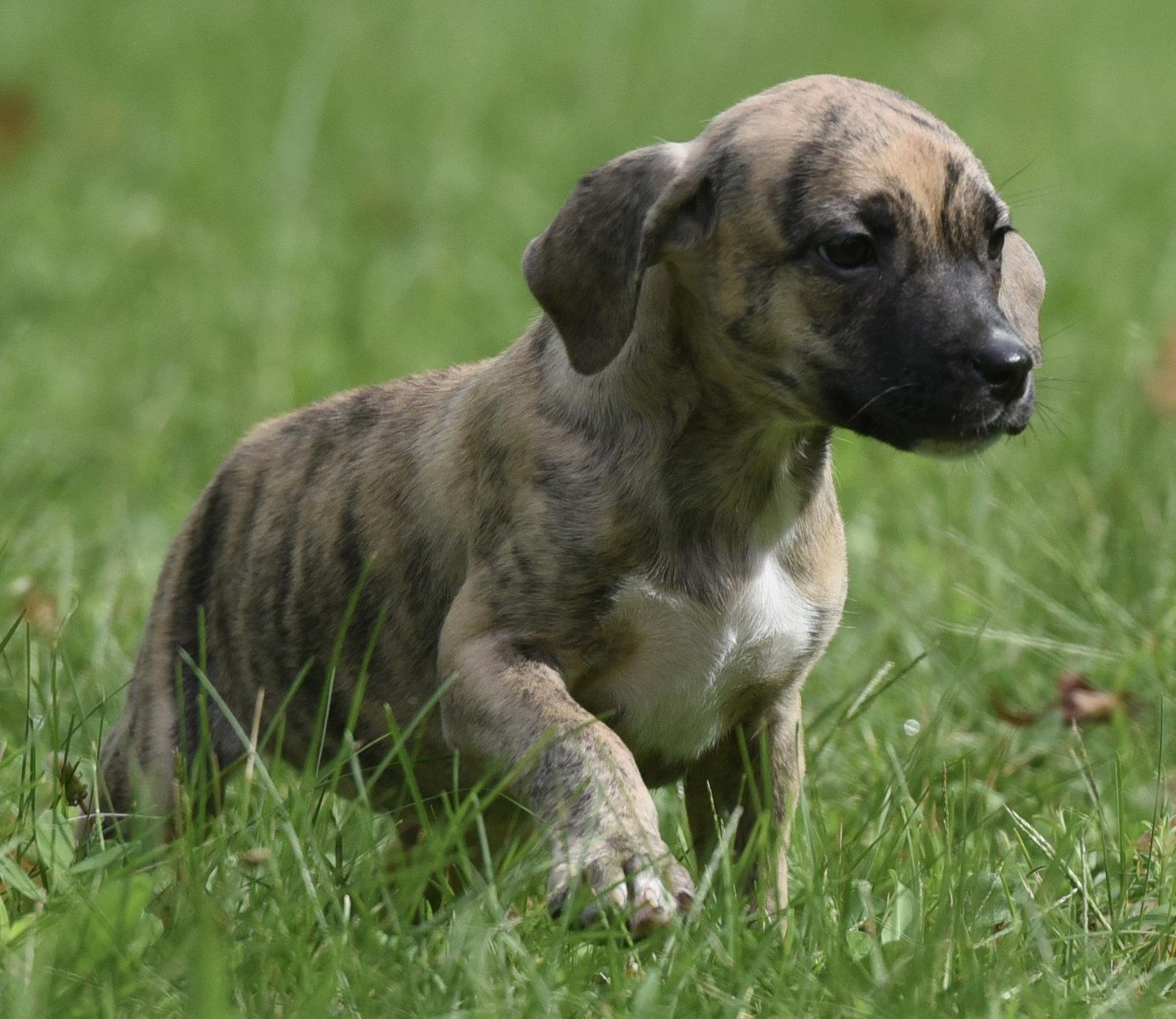 Enlarge Sully, a Adoptable mixed breed in Mechanicsburg, PA image 3/3