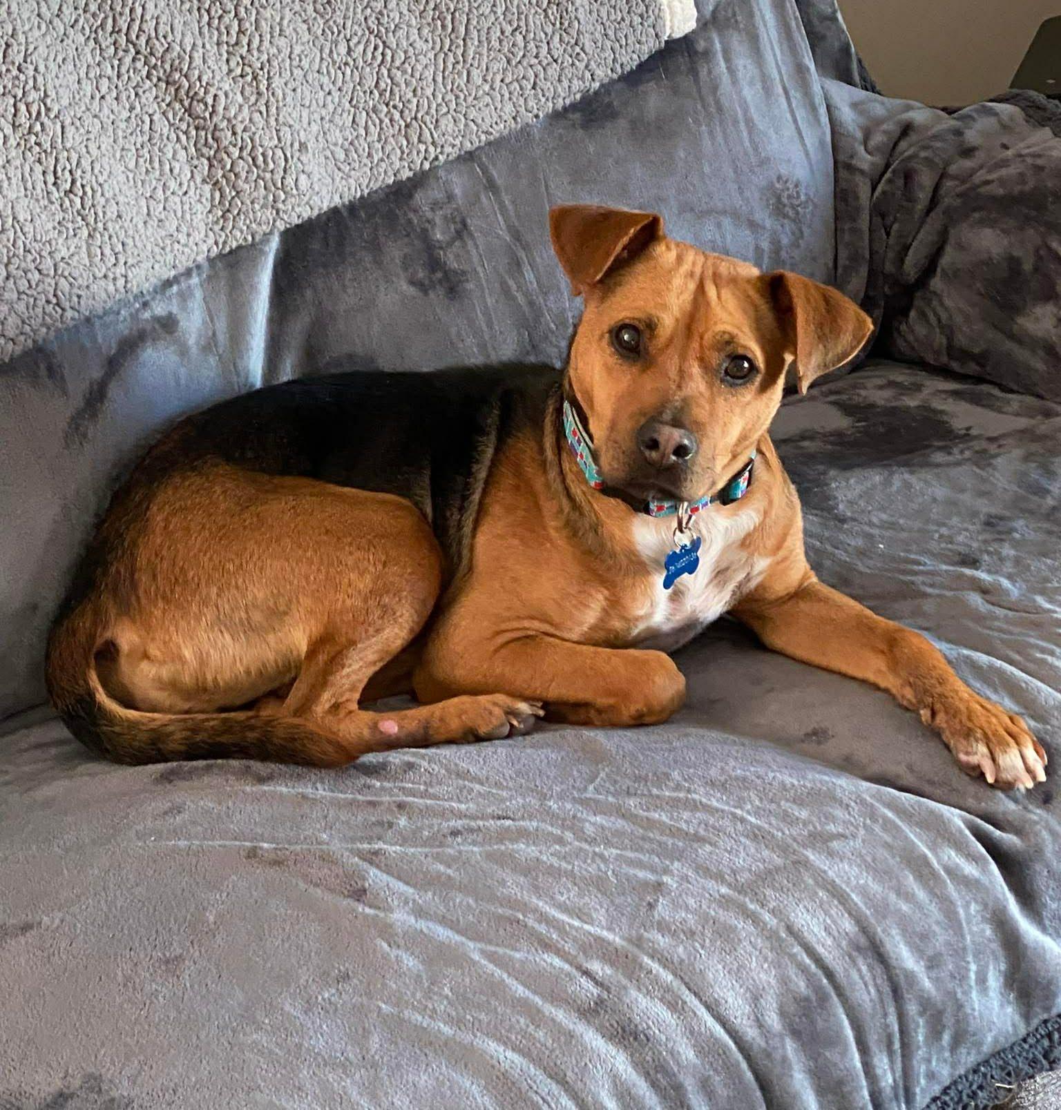 Enlarge Hope, a ADOPTABLE mixed breed in Souderton, PA image 1/2