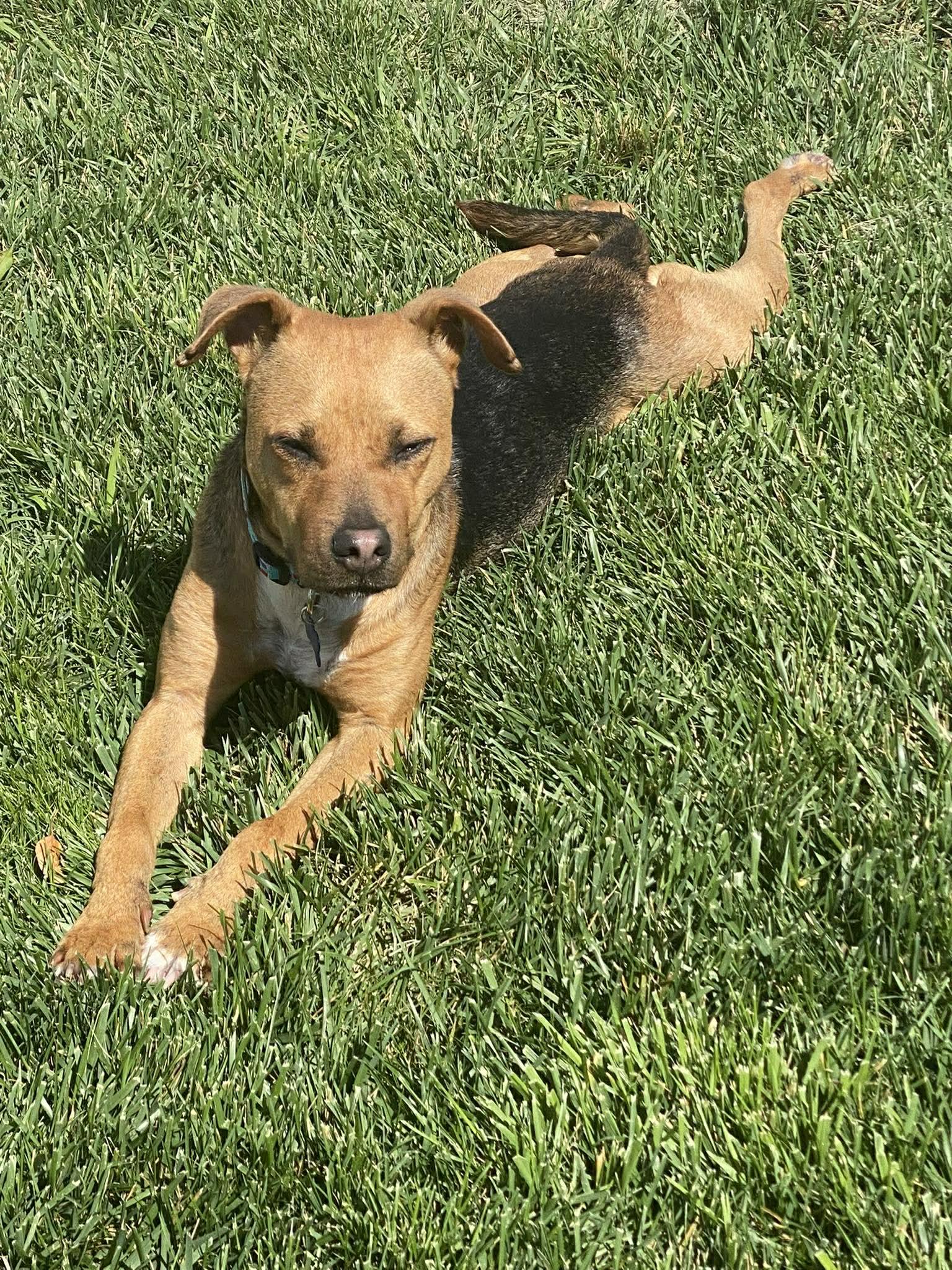 Enlarge Hope, a ADOPTABLE mixed breed in Souderton, PA image 2/2