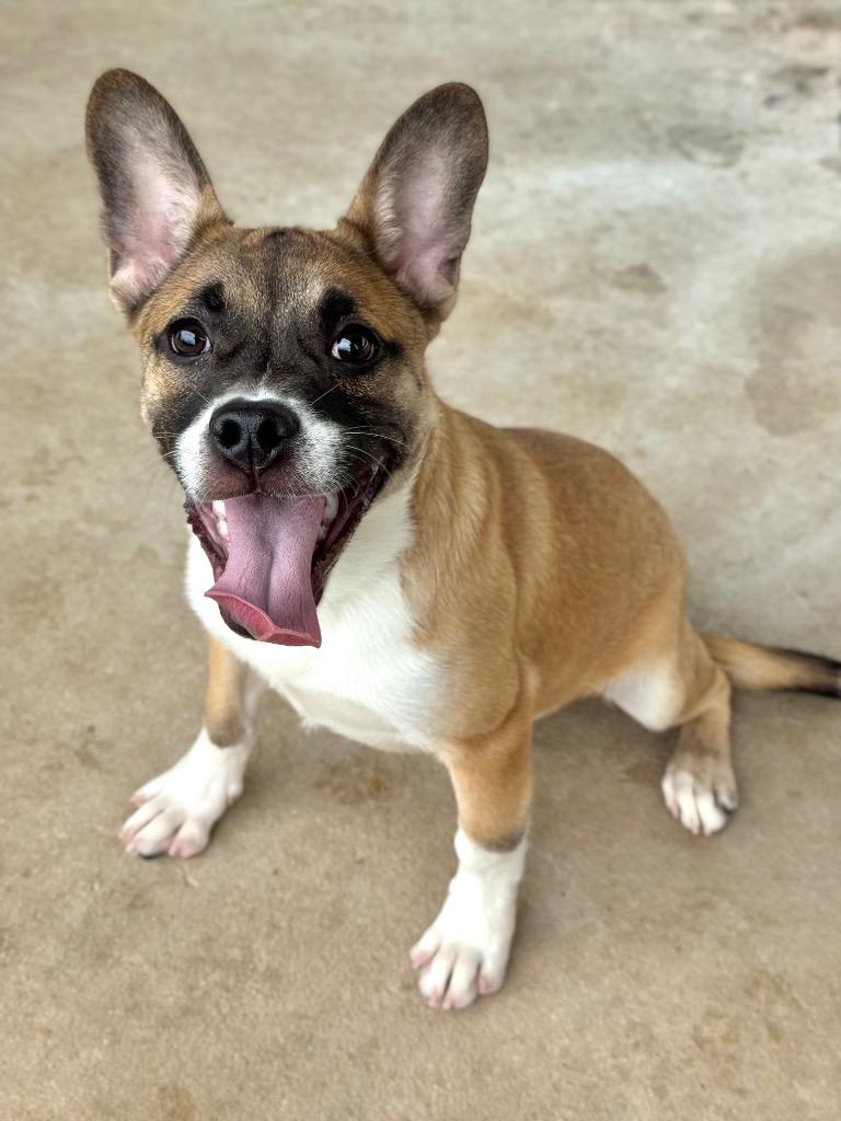 Bentley, Adoptable, Puppy Male Shepherd.