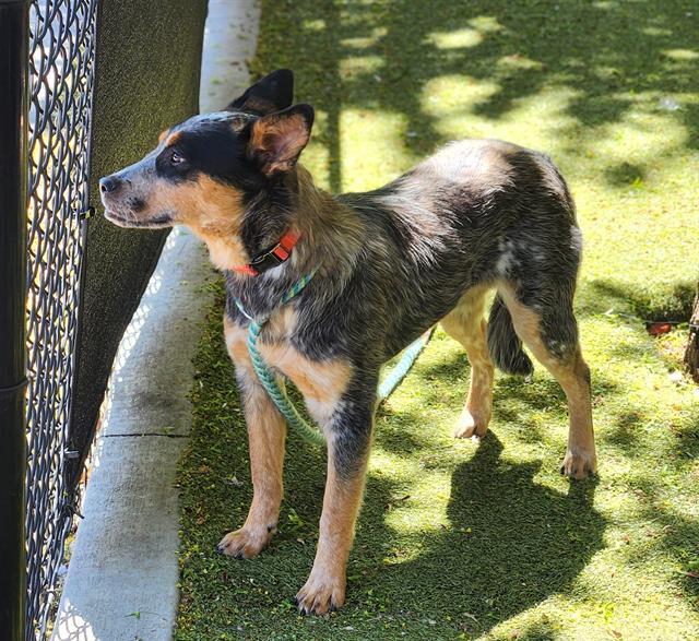 Enlarge SYDNEY, a Adoptable Australian Cattle Dog / Blue Heeler in Minneapolis, MN image 1/1