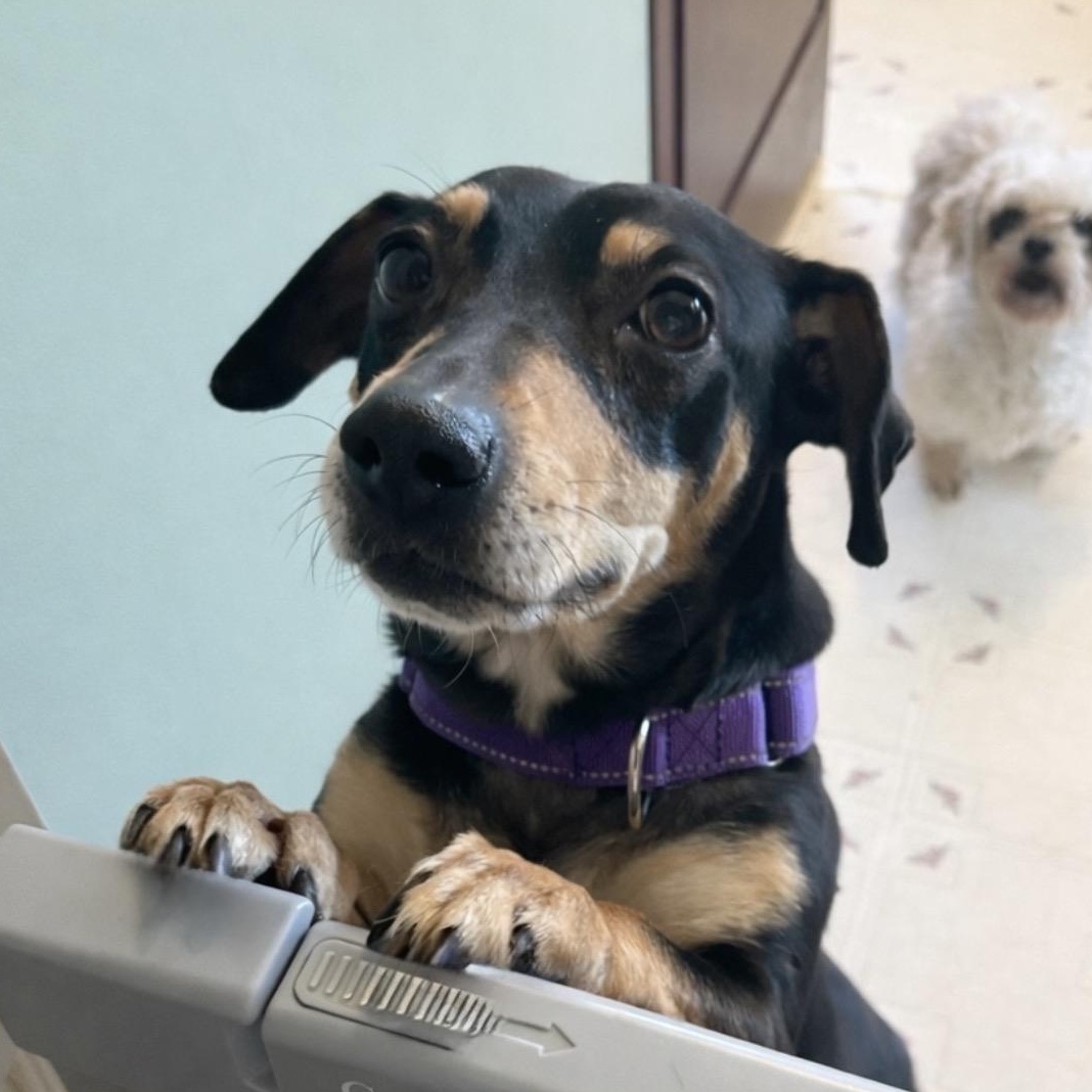 Enlarge Mollie, a Adoptable mixed breed in Ooltewah, TN image 2/5