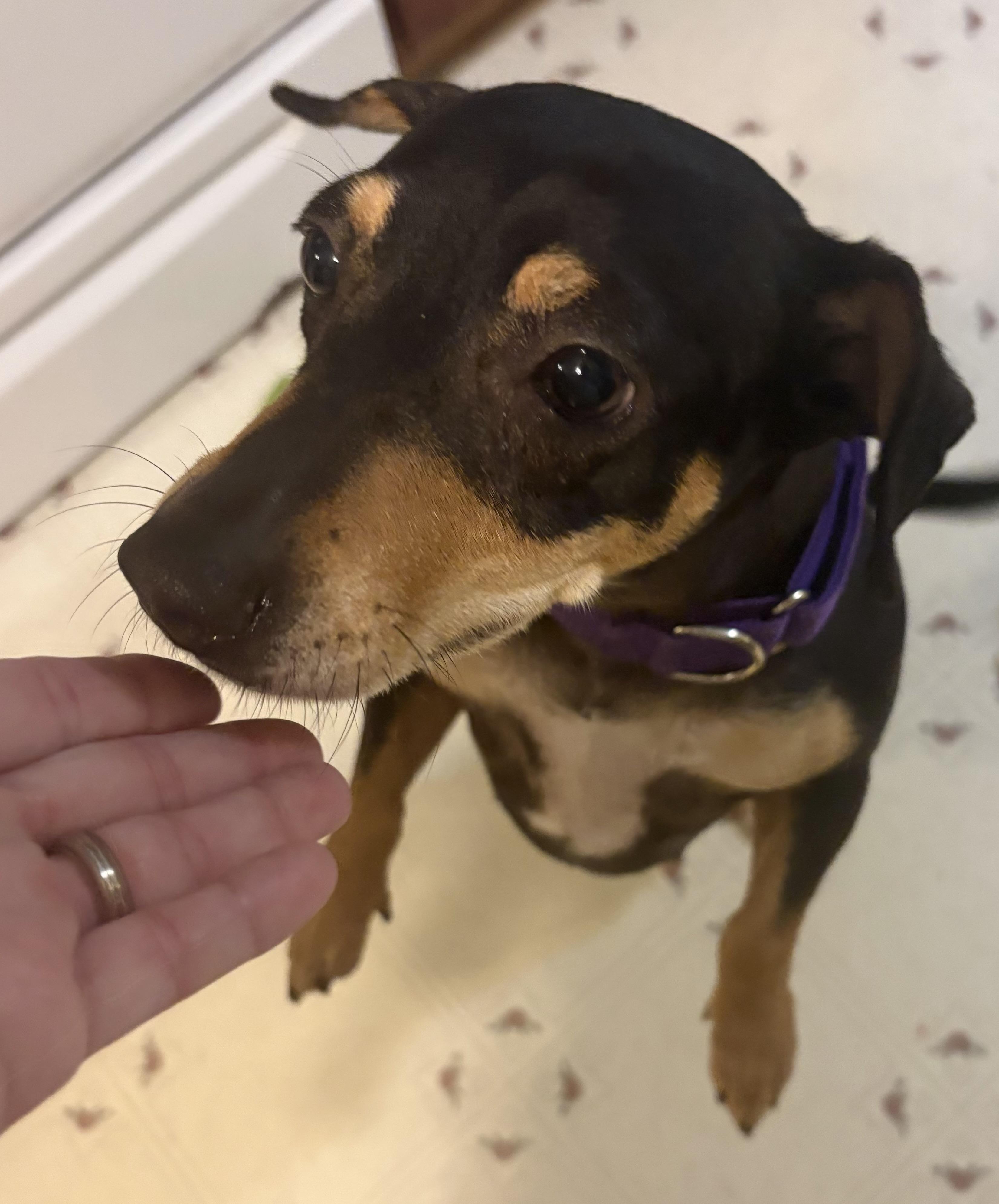 Enlarge Mollie, a Adoptable mixed breed in Ooltewah, TN image 4/5