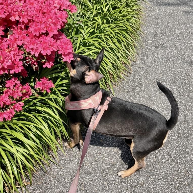 Enlarge Mollie, a Adoptable mixed breed in Ooltewah, TN image 3/5