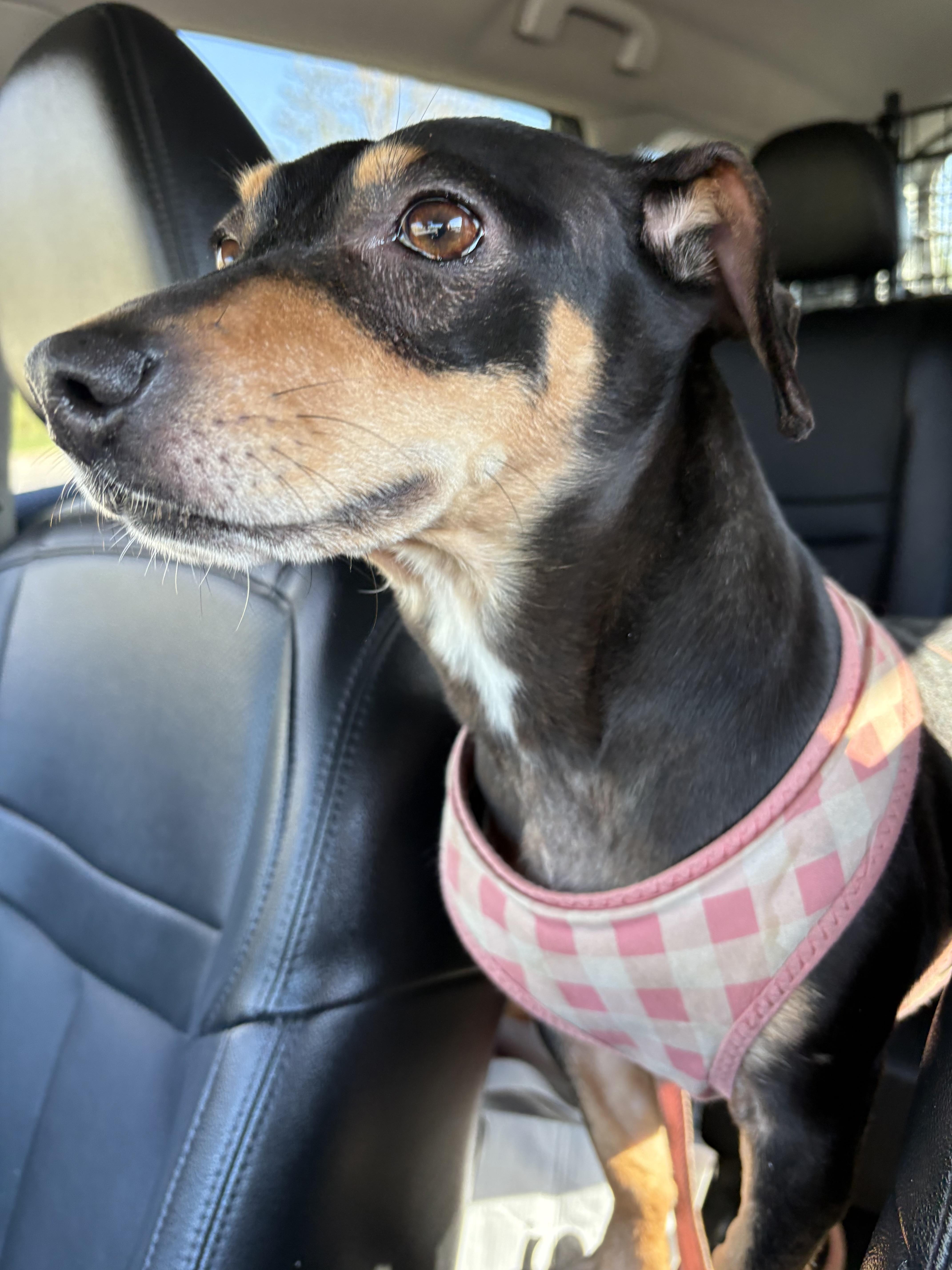 Enlarge Mollie, a Adoptable mixed breed in Ooltewah, TN image 5/5