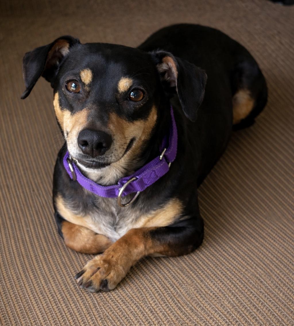 Mollie, adopted, Young Female Dachshund & Beagle.