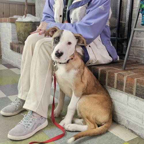 Kit, Adoptable, Young Male Wirehaired Terrier & Hound.