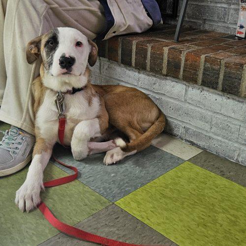 Enlarge Kit, a Adoptable mixed breed in Kirksville, MO image 2/5