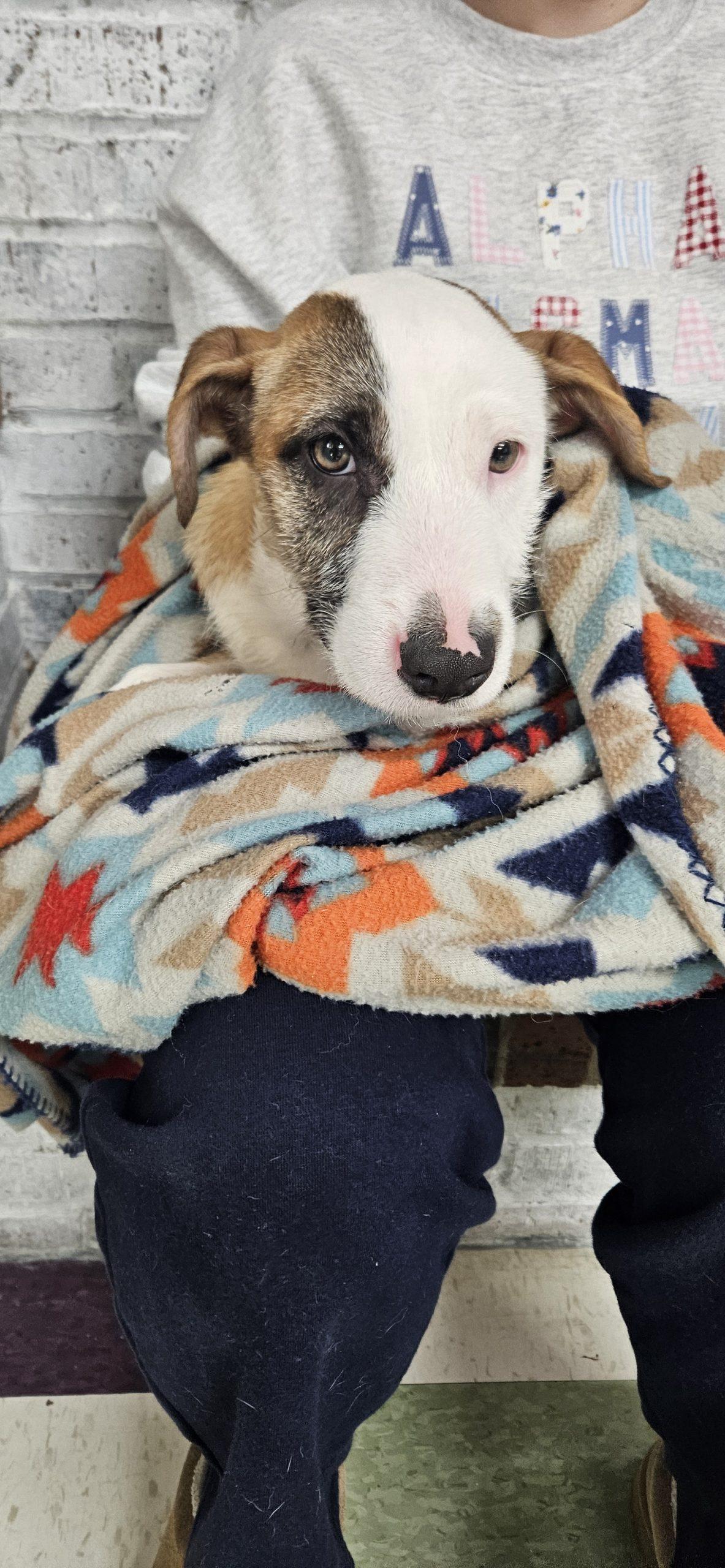 Enlarge Kit, a Adoptable mixed breed in Kirksville, MO image 4/5