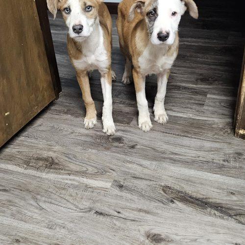 Enlarge Kit, a Adoptable mixed breed in Kirksville, MO image 5/5