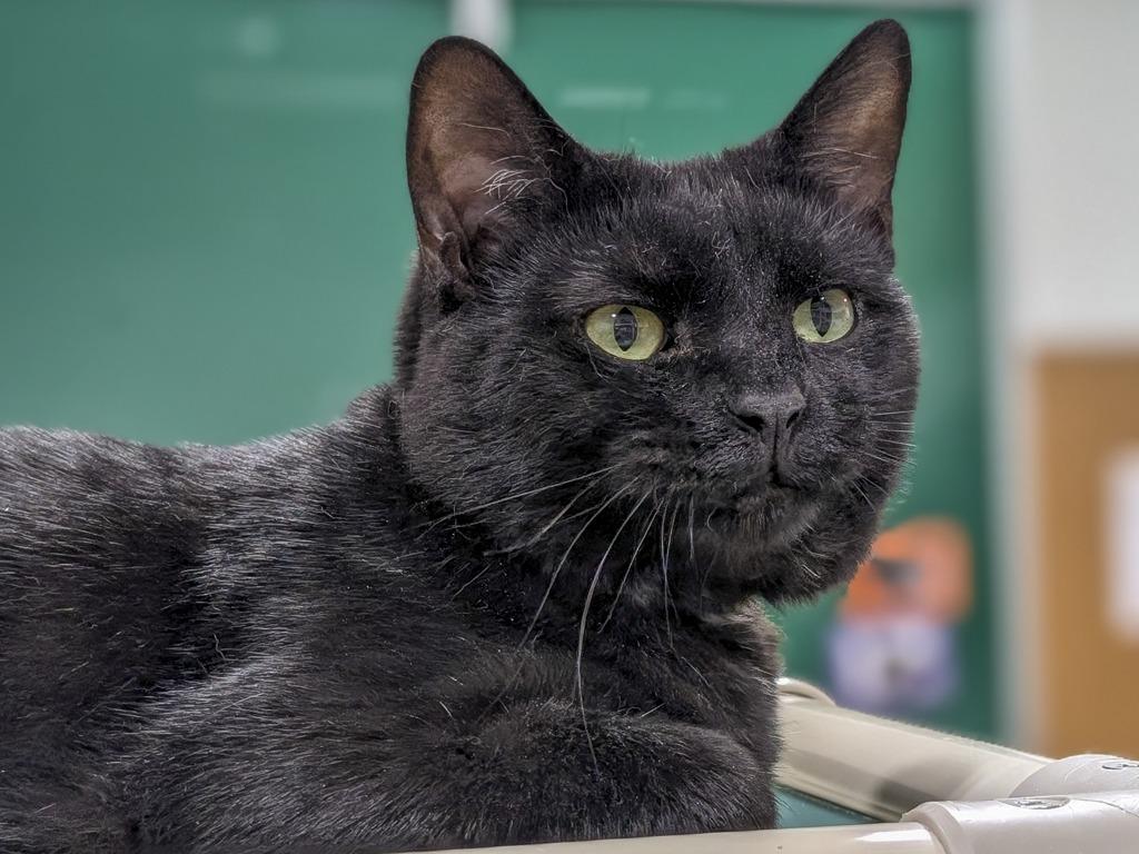 Saturn, Adoptable, Young Male Domestic Short Hair.