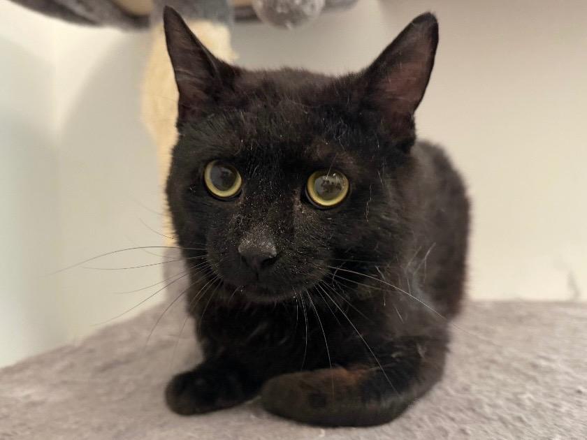 Saturn, Adoptable, Young Male Domestic Short Hair.