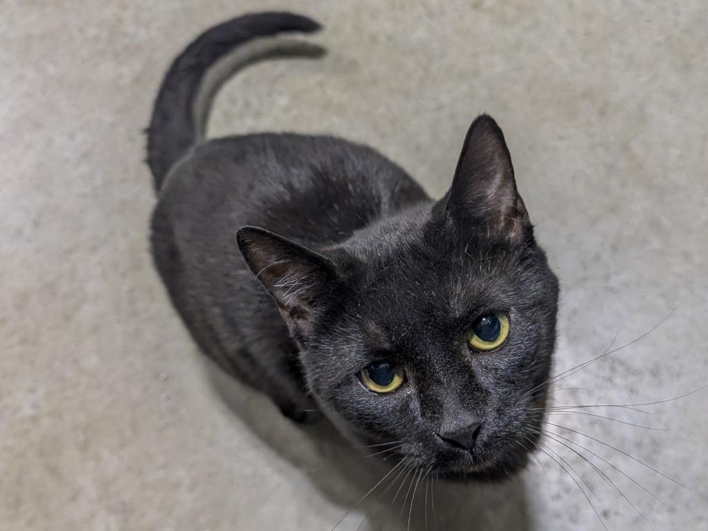 Saturn, a Adoptable mixed breed in Powell, OH image 2/2