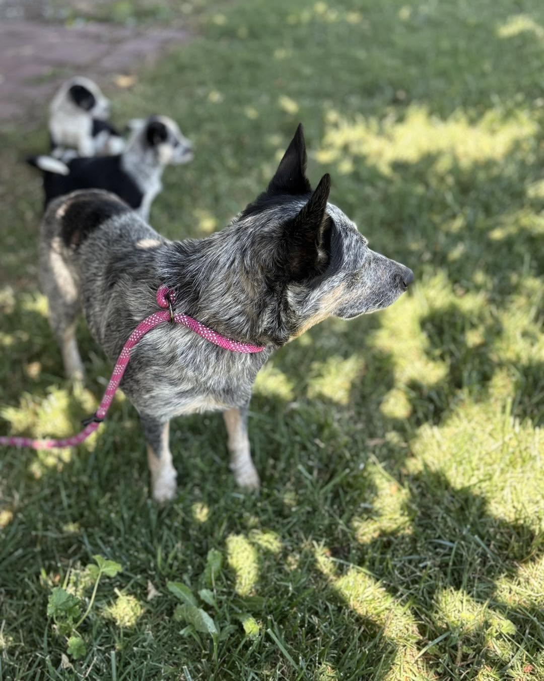 Mia, ADOPTABLE, Young Female Australian Cattle Dog / Blue Heeler.