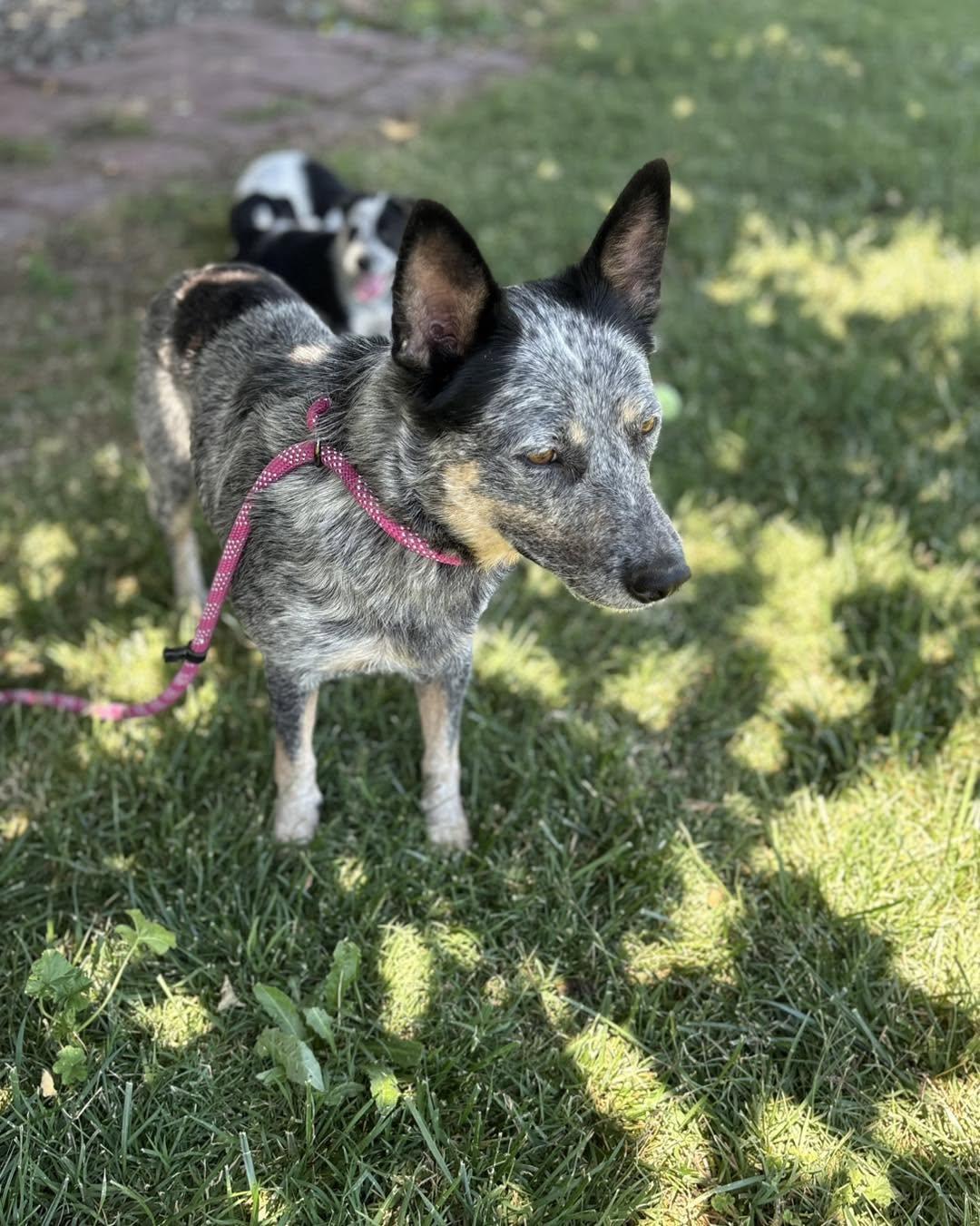 Mia, a ADOPTABLE Australian Cattle Dog / Blue Heeler in Vacaville, CA image 3/3