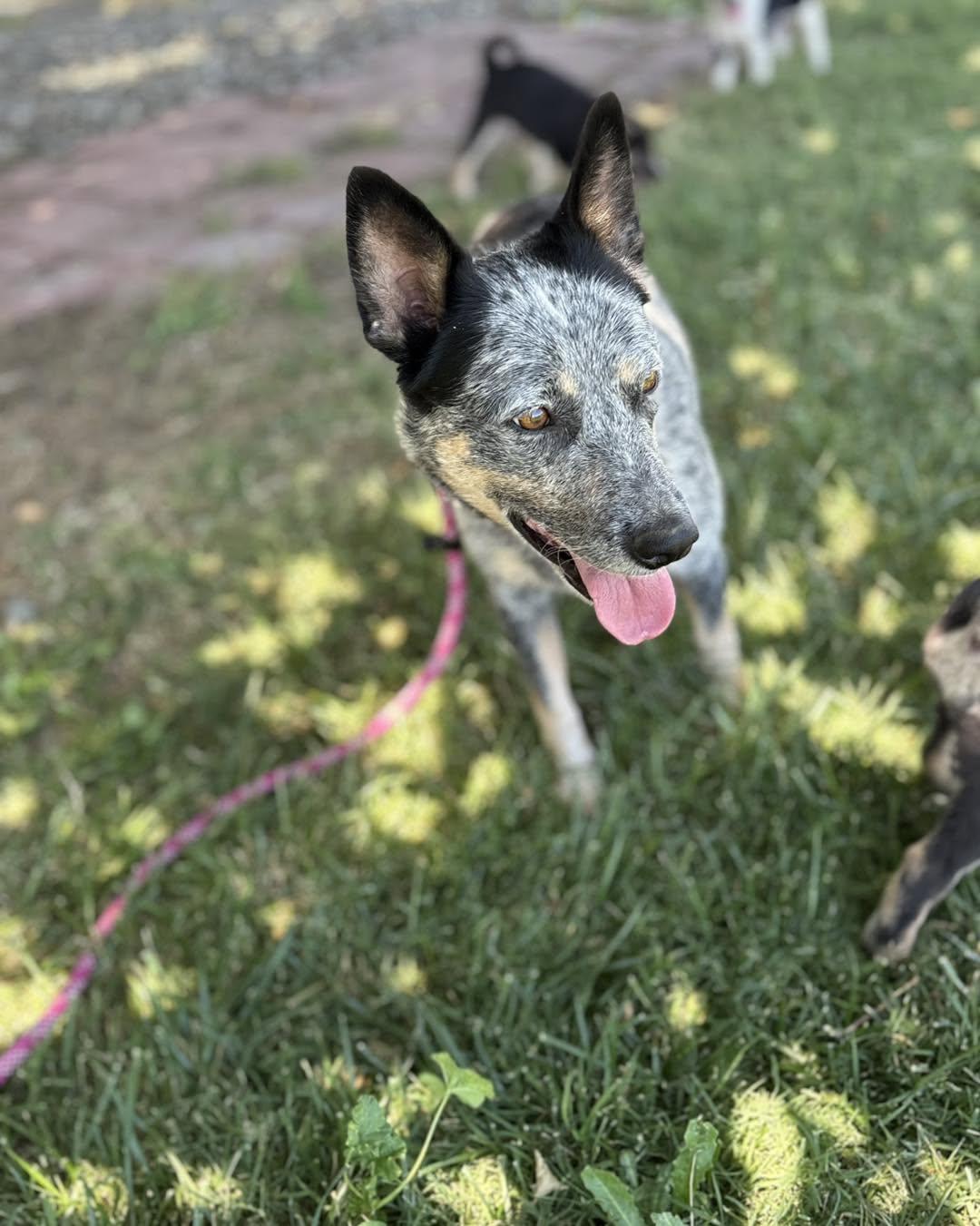 Mia, a ADOPTABLE Australian Cattle Dog / Blue Heeler in Vacaville, CA image 2/3