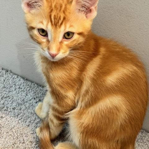 Marvin, Young Male Domestic Short Hair