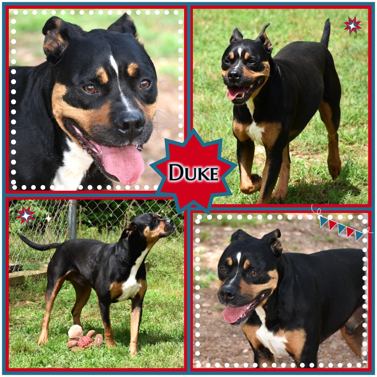 Duke, Adoptable, Senior Male Boxer.