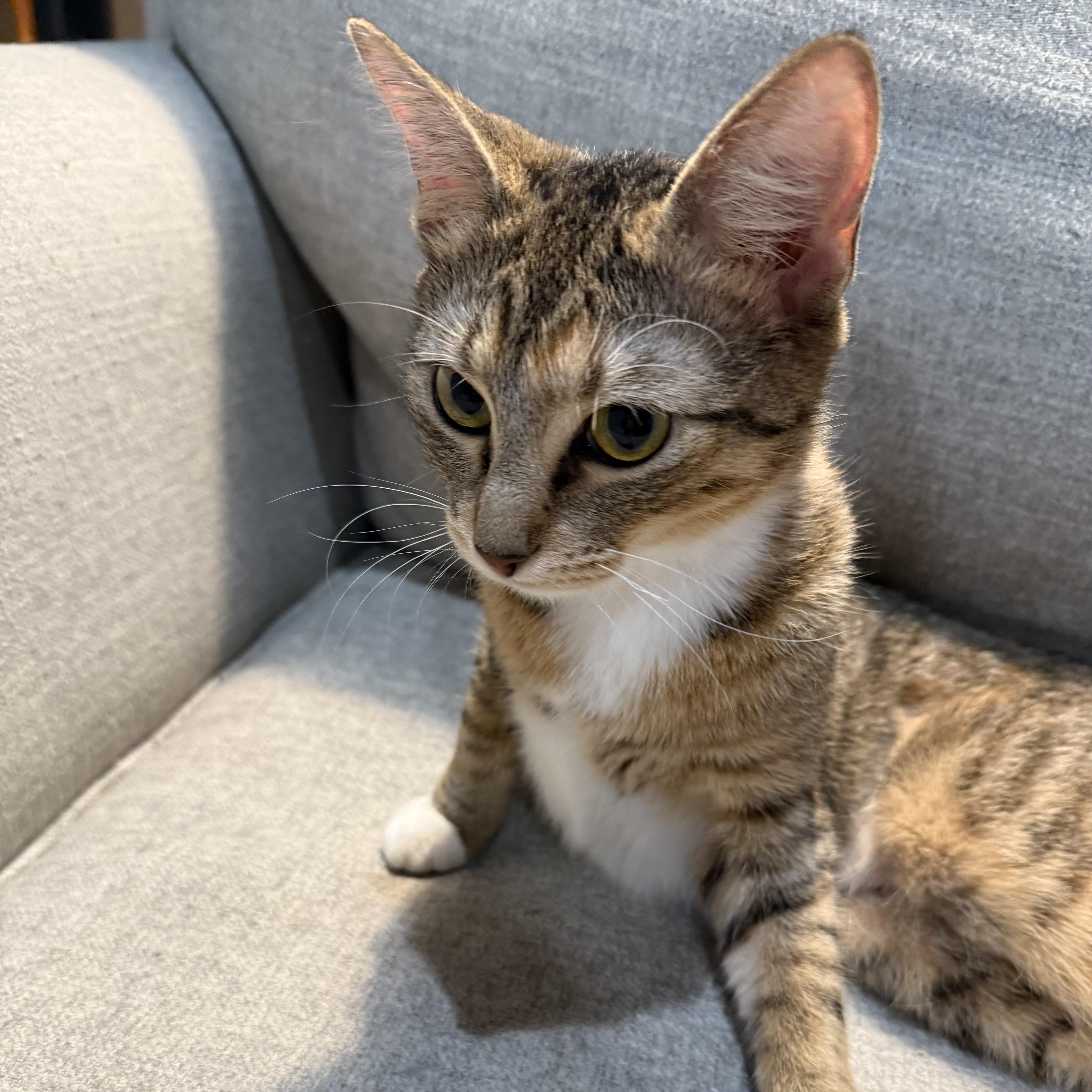 Queen June, Adoptable, Adult Female Domestic Short Hair.