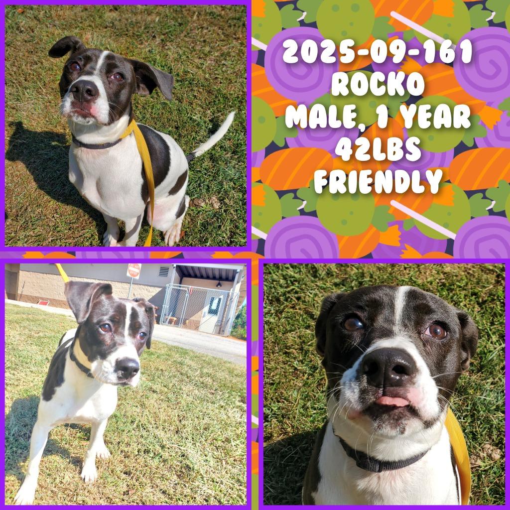 2025-09-161 *Rocko*, Adoptable, Young Male Terrier.