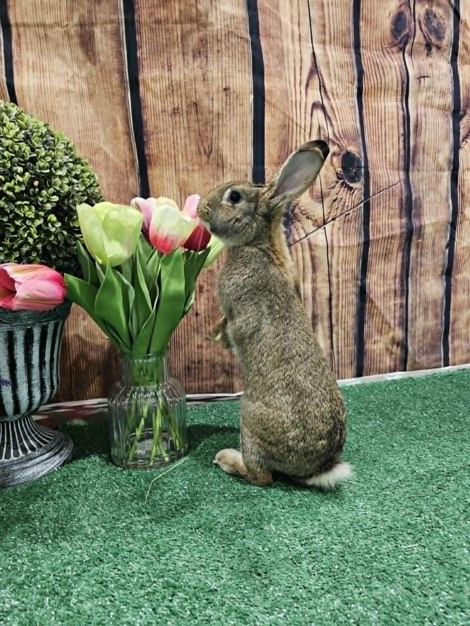 Croissant, adopted, Adult Female Tan.