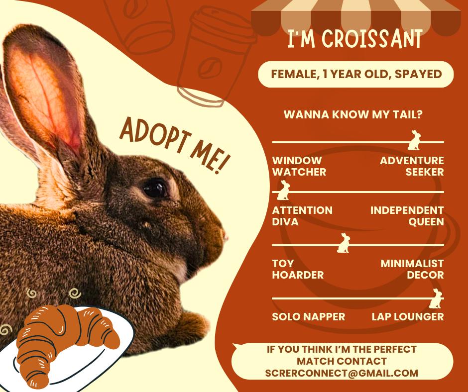 Enlarge Croissant, an adopted Tan in wichita, KS image 5/5