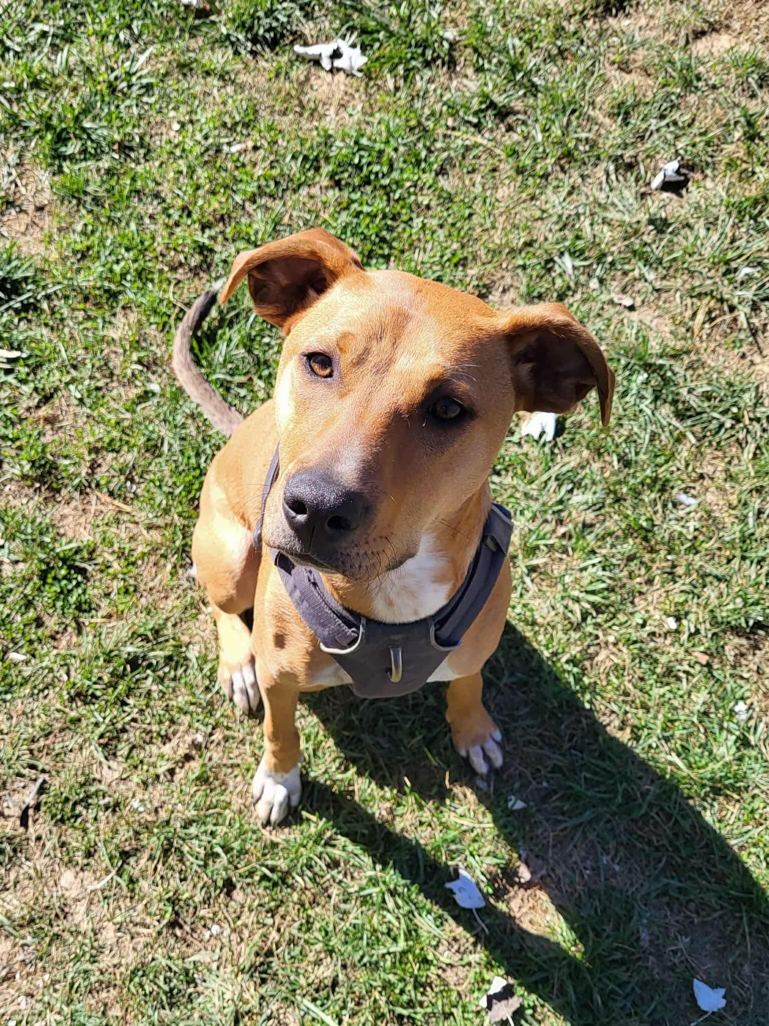 Enlarge Lucy, a Adoptable mixed breed in Woolwich, ME image 1/3