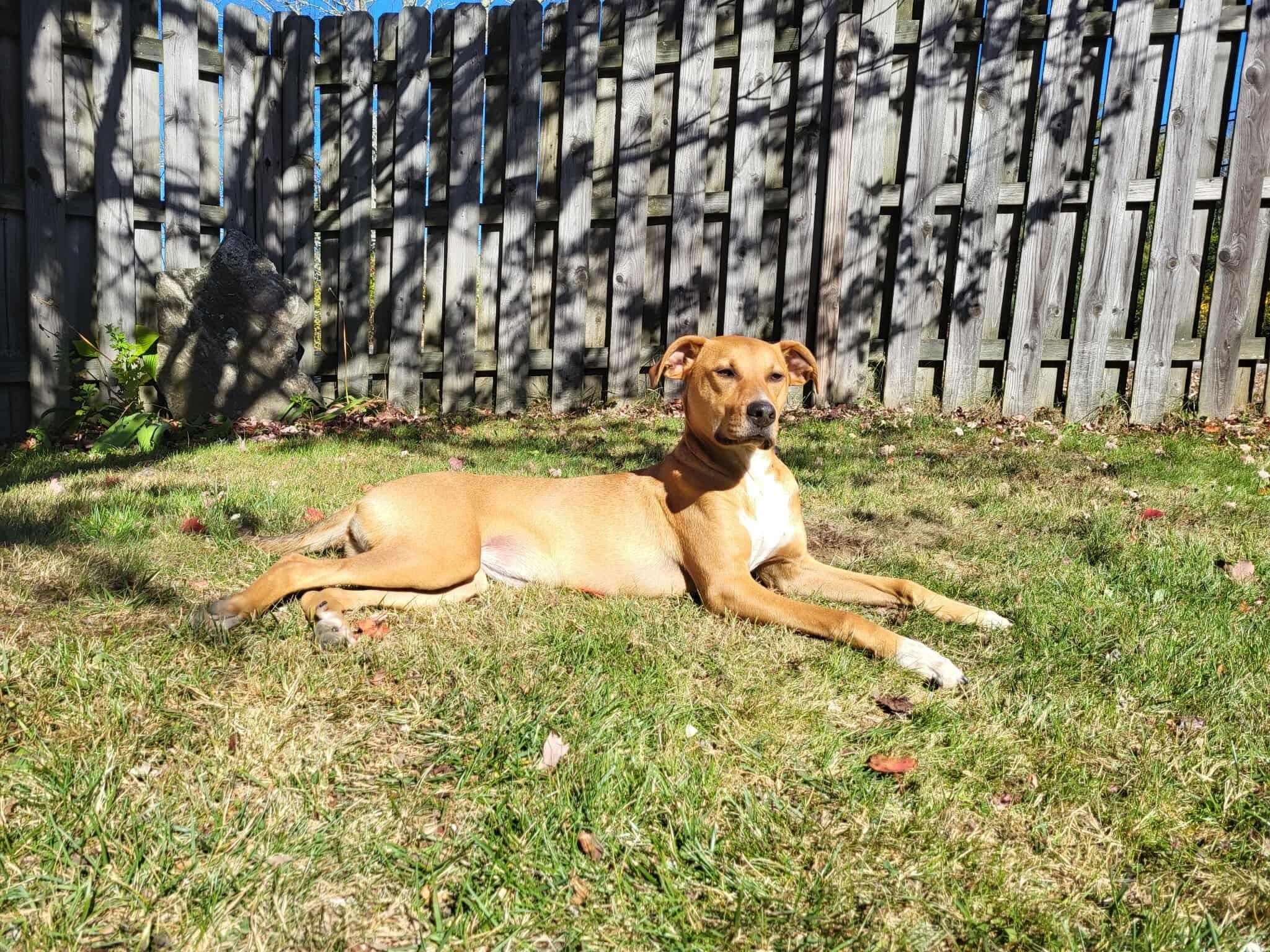 Enlarge Lucy, a Adoptable mixed breed in Woolwich, ME image 2/3