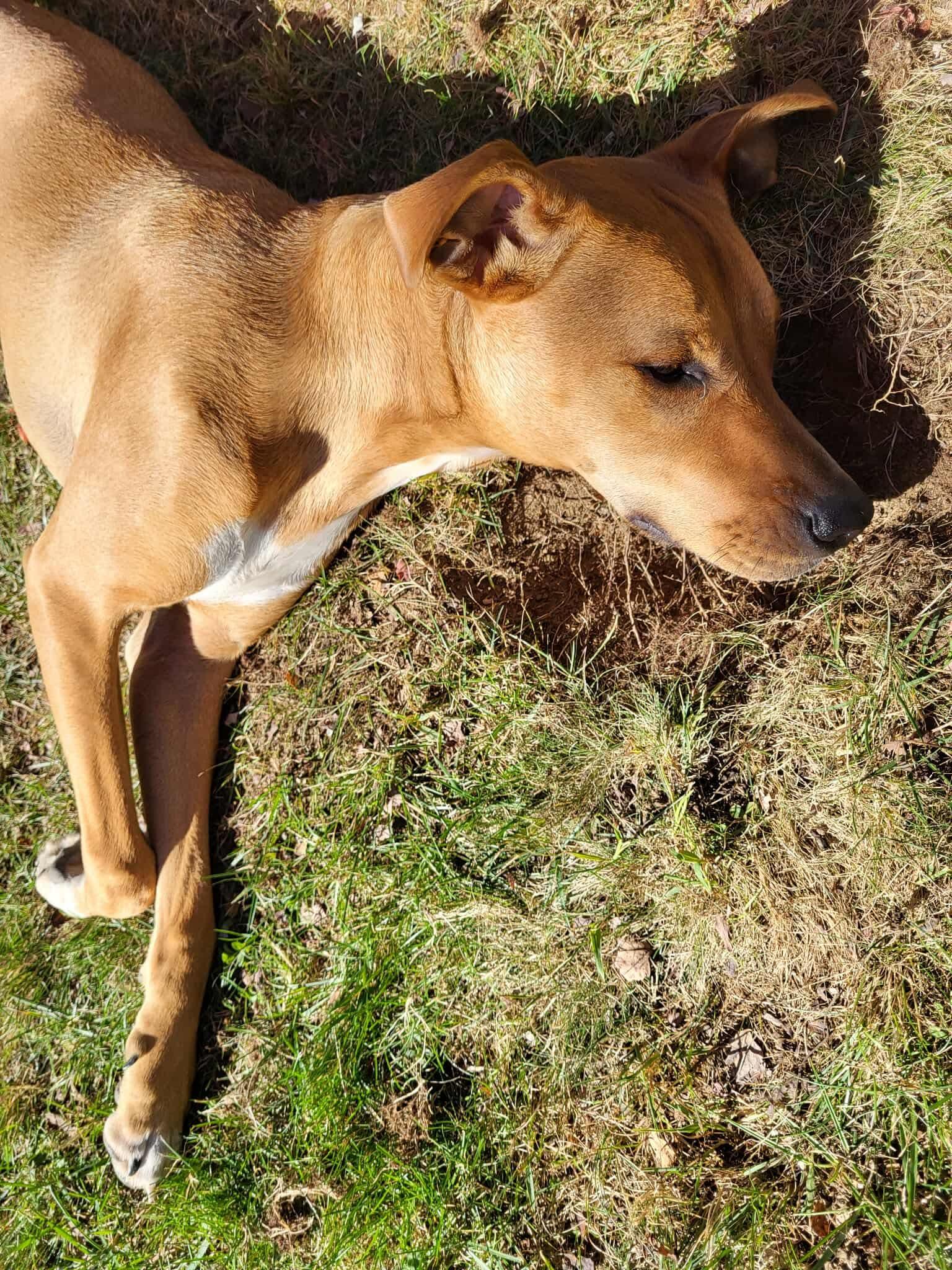 Enlarge Lucy, a Adoptable mixed breed in Woolwich, ME image 3/3