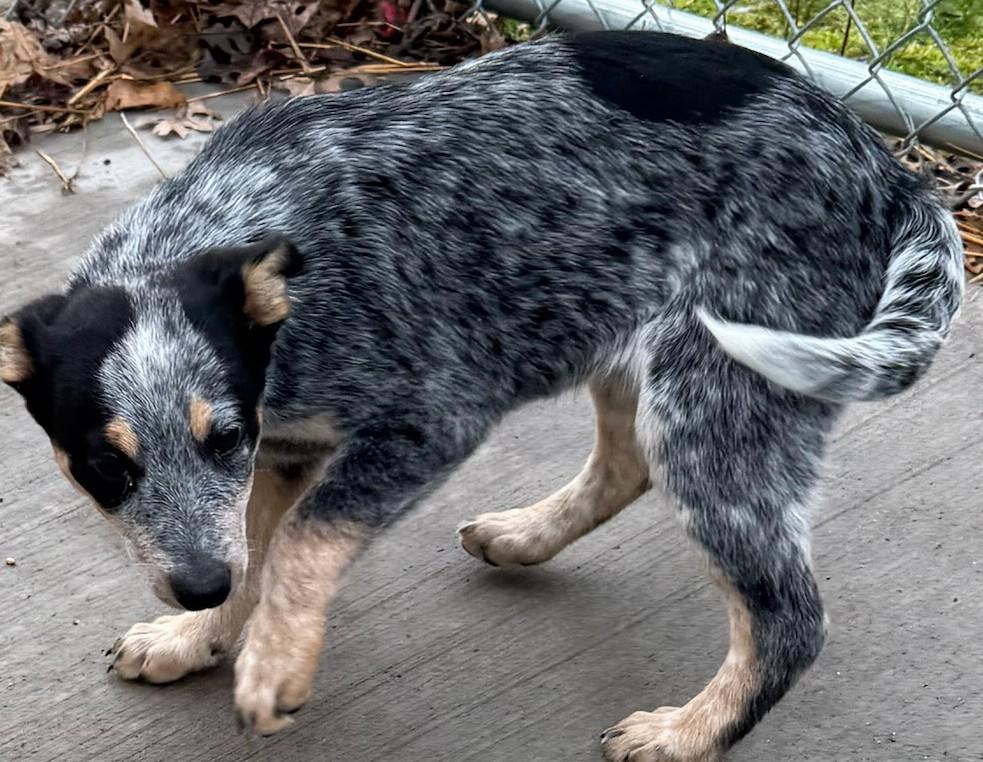 Aspen, ADOPTABLE, Young Female Australian Cattle Dog / Blue Heeler.