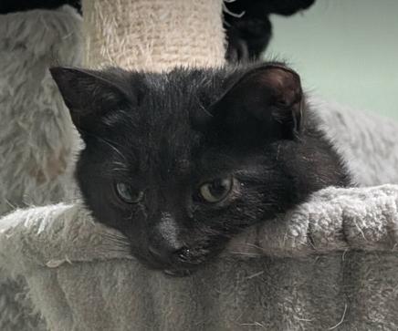 George, ADOPTABLE, Kitten Male Domestic Short Hair.