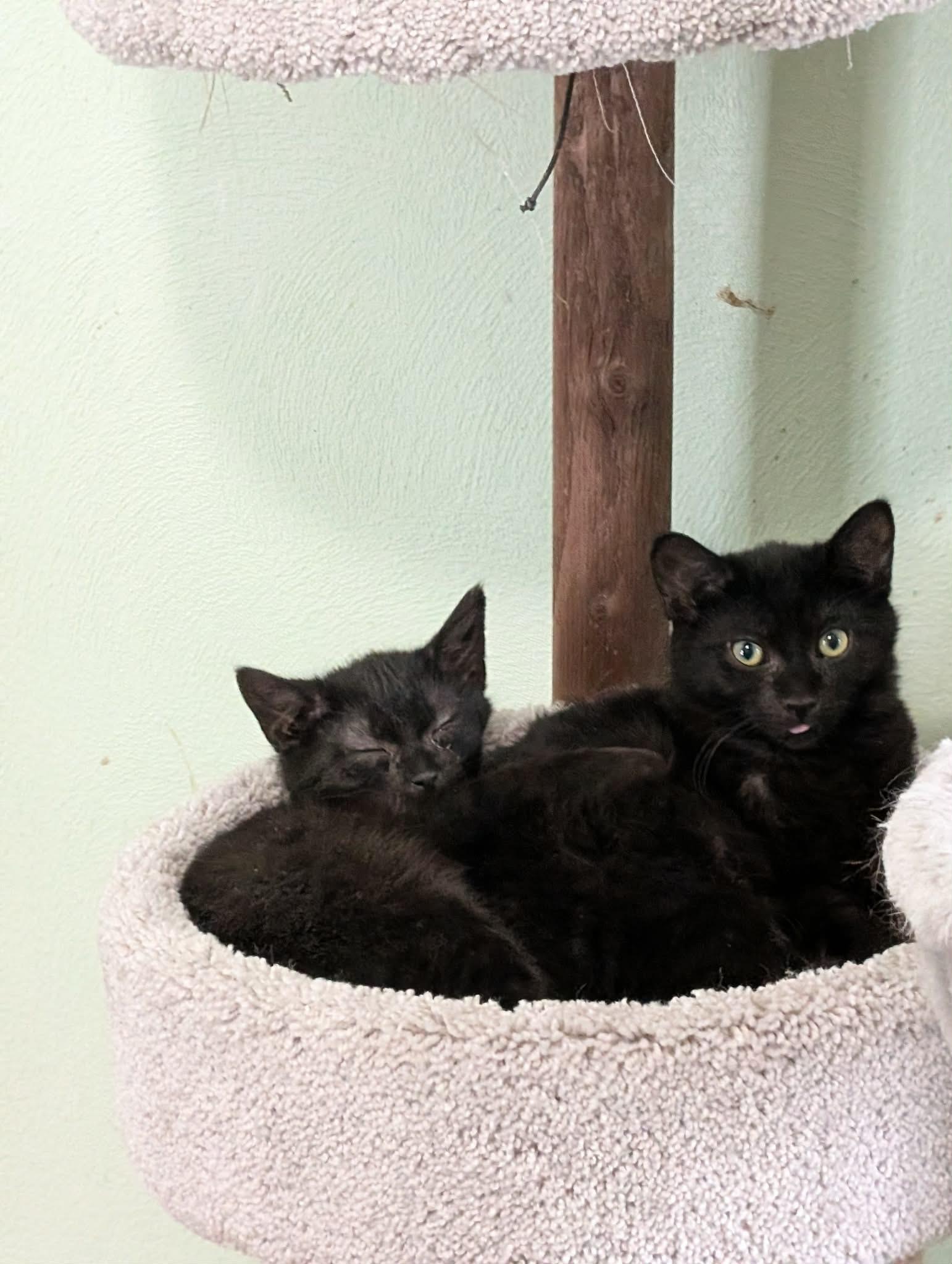 Enlarge George, a ADOPTABLE Domestic Short Hair in Battle Creek, MI image 3/3