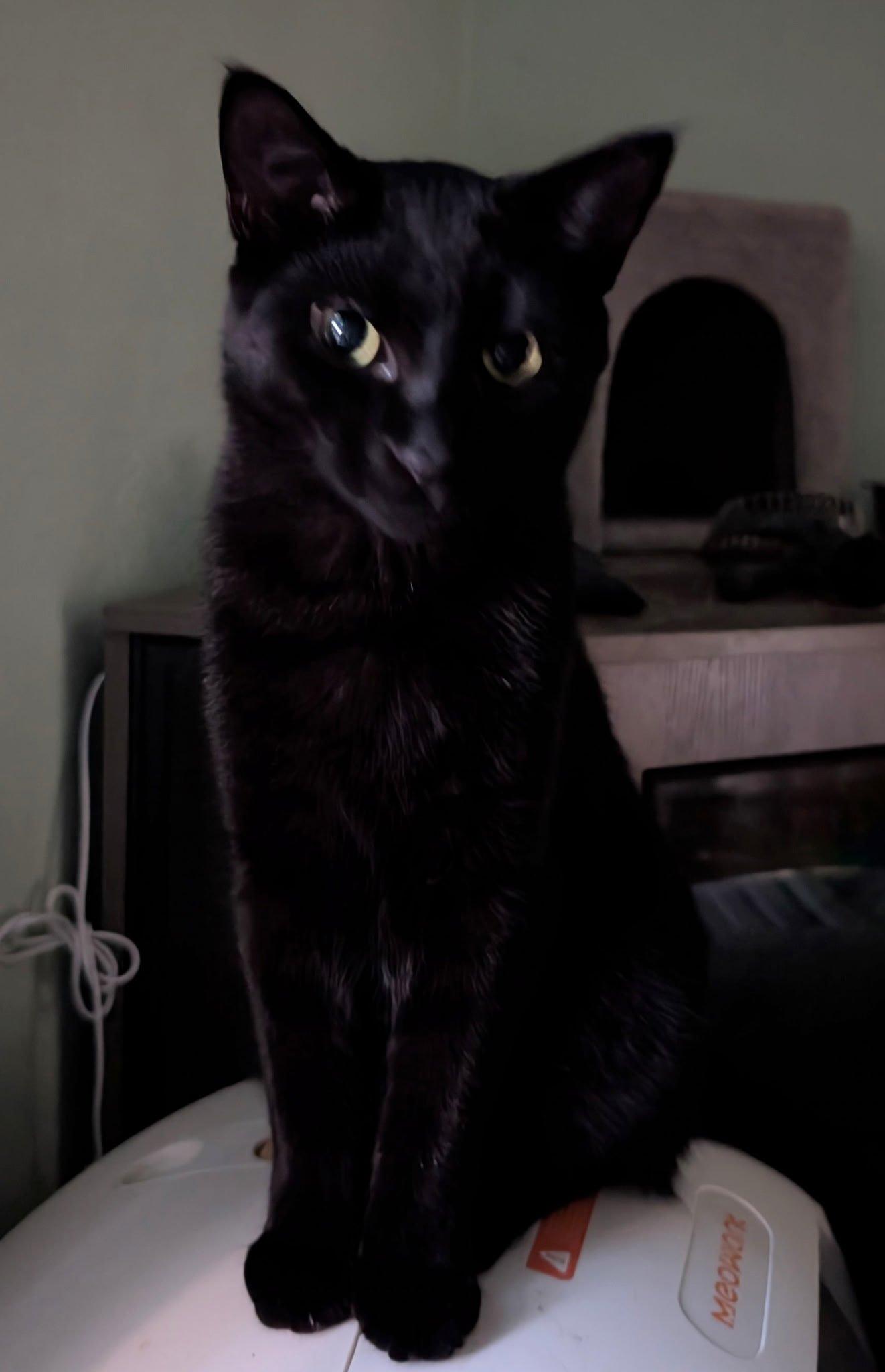 George, a ADOPTABLE Domestic Short Hair in Battle Creek, MI image 1/3