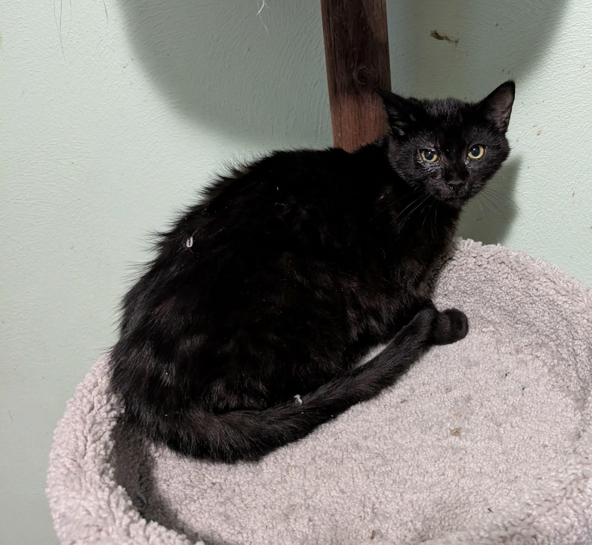 Enlarge George, a ADOPTABLE Domestic Short Hair in Battle Creek, MI image 2/3