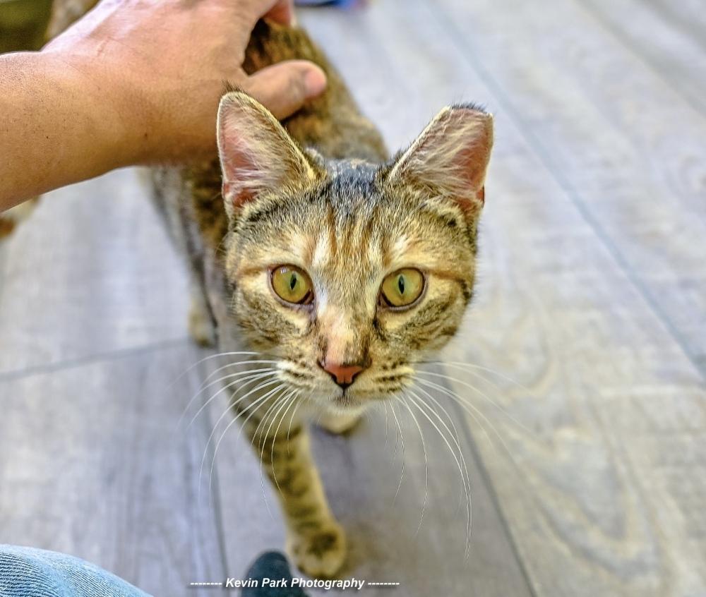 Enlarge Bruschetta, a Adoptable Domestic Short Hair in Green Valley, AZ image 1/6