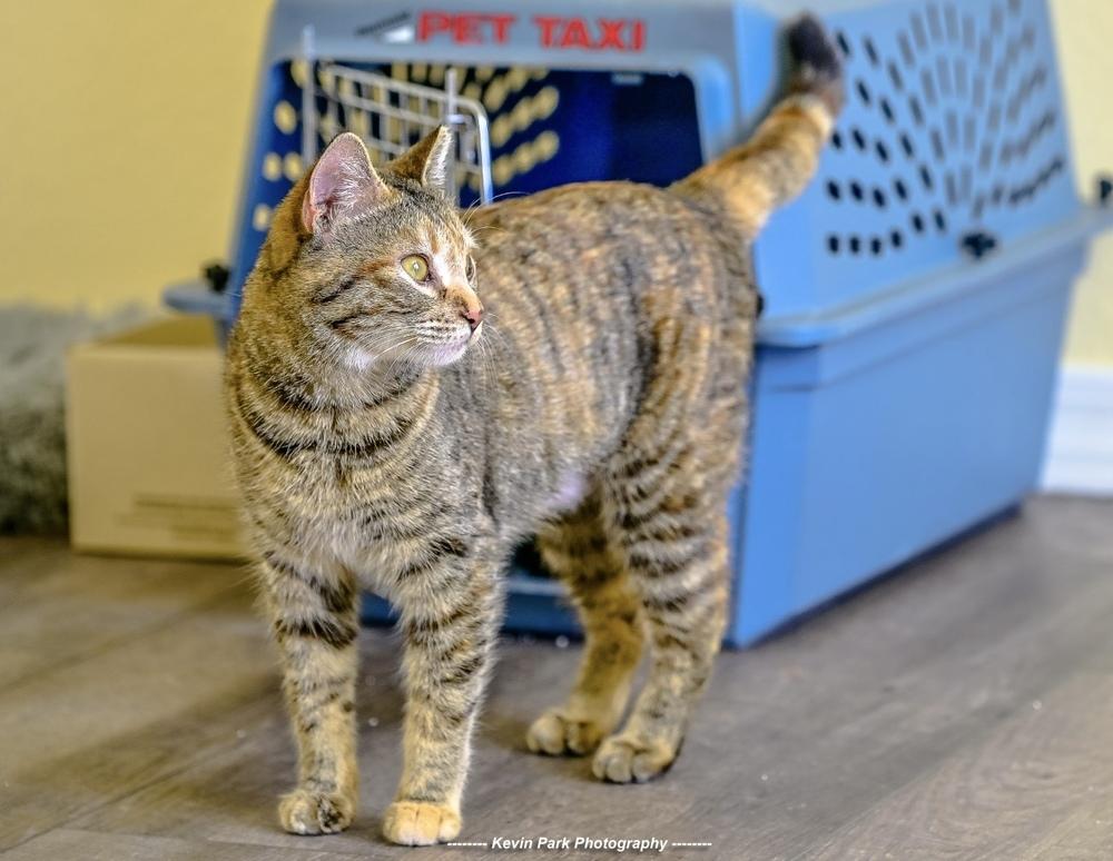 Enlarge Bruschetta, a Adoptable Domestic Short Hair in Green Valley, AZ image 2/6