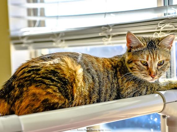 Enlarge Bruschetta, a Adoptable Domestic Short Hair in Green Valley, AZ image 3/6