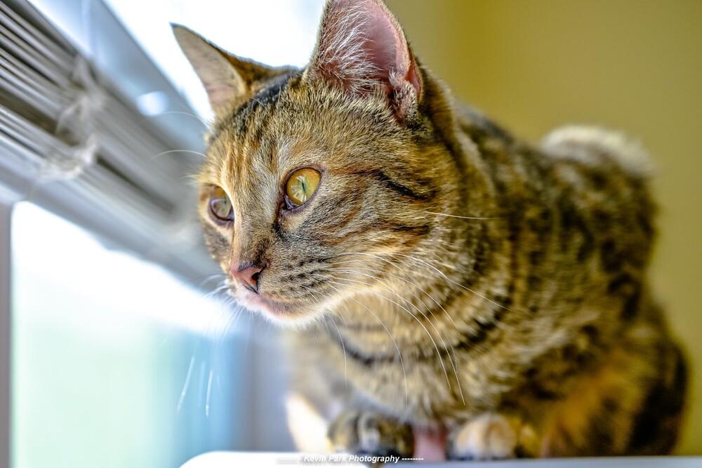 Enlarge Bruschetta, a Adoptable Domestic Short Hair in Green Valley, AZ image 4/6