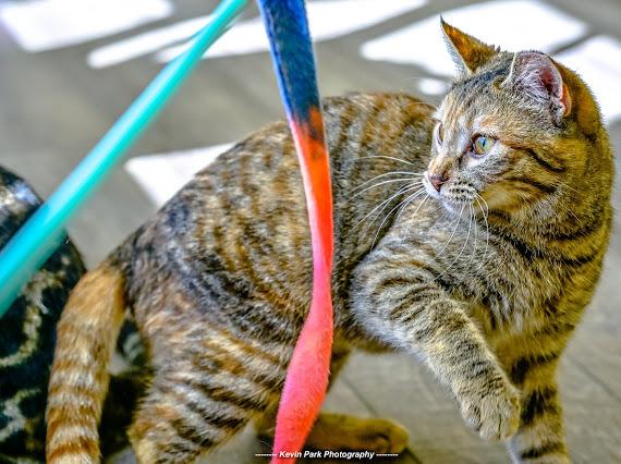 Enlarge Bruschetta, a Adoptable Domestic Short Hair in Green Valley, AZ image 5/6