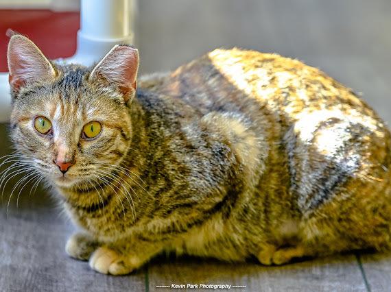 Enlarge Bruschetta, a Adoptable Domestic Short Hair in Green Valley, AZ image 6/6