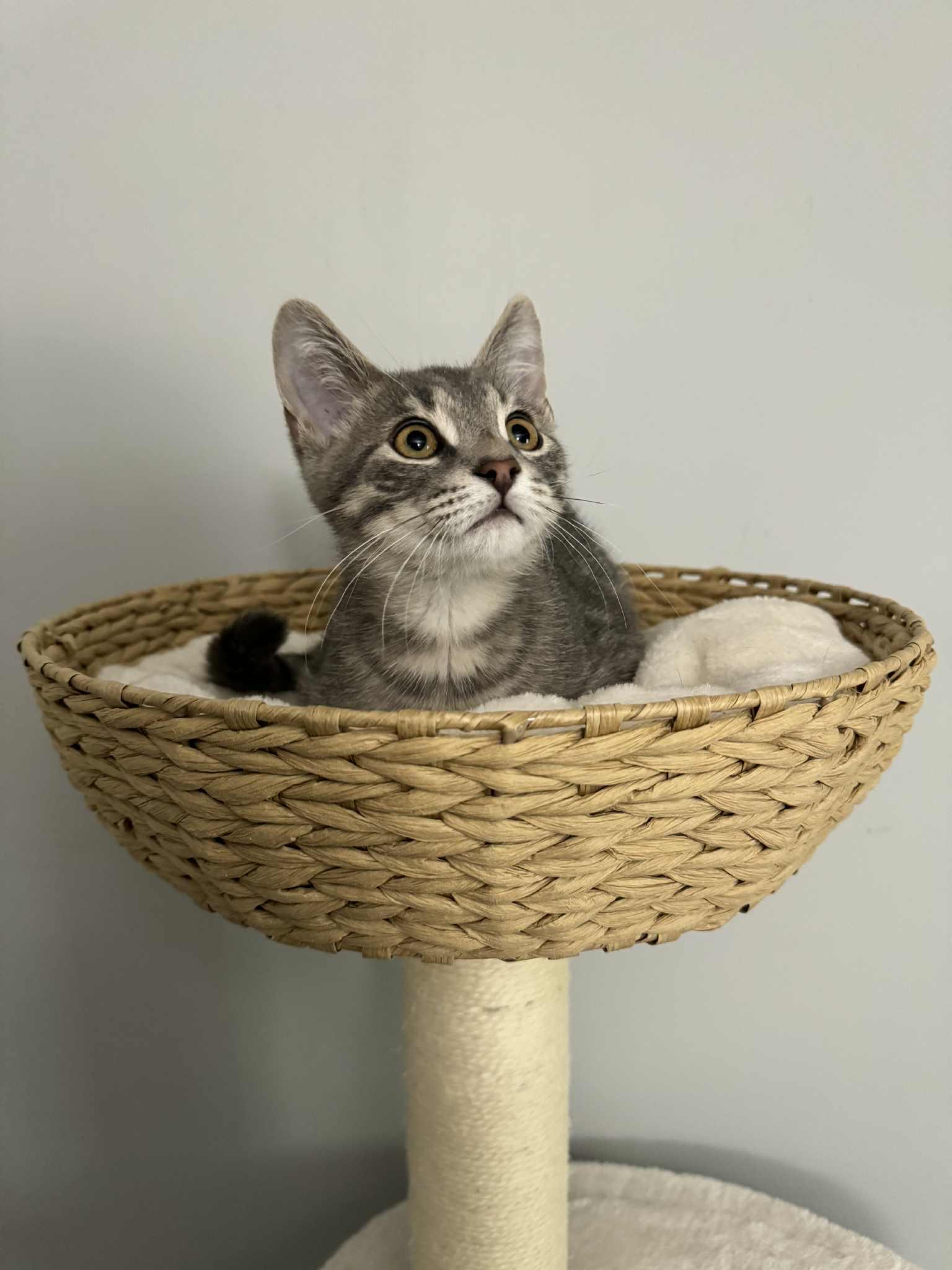 Enlarge Dodge, a Adopted Tabby in Orleans, ON image 3/6