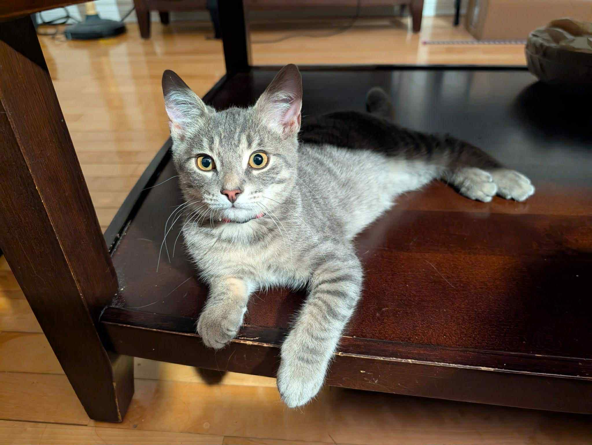 Enlarge Dodge, a Adopted Tabby in Orleans, ON image 4/6