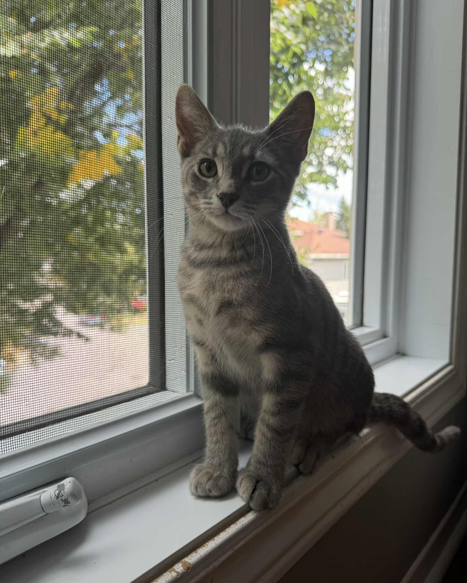 Enlarge Dodge, a Adopted Tabby in Orleans, ON image 1/6