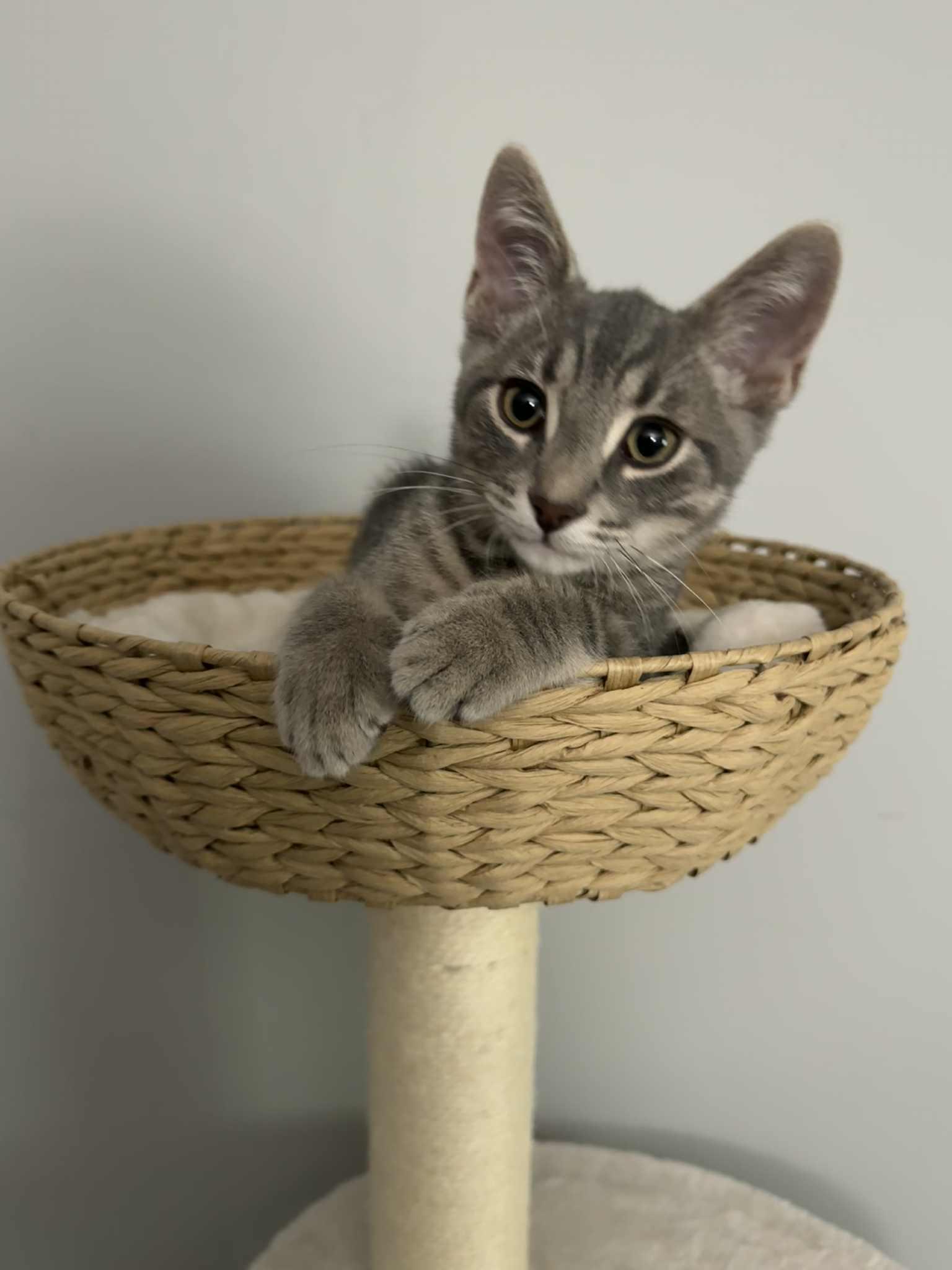 Enlarge Dodge, a Adopted Tabby in Orleans, ON image 2/6