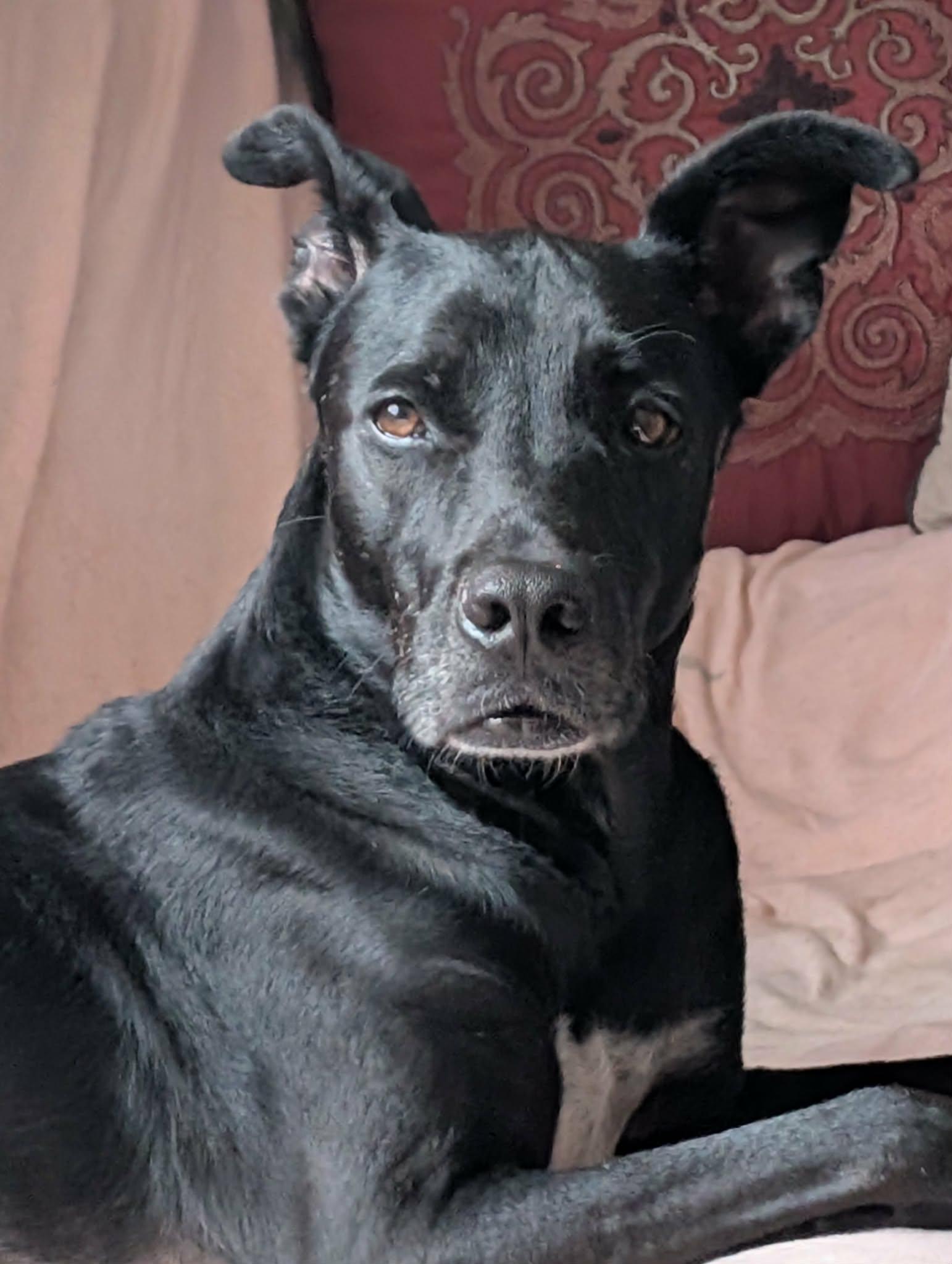 Enlarge Chanito, a ADOPTABLE mixed breed in Pointe-Claire, QC image 6/6