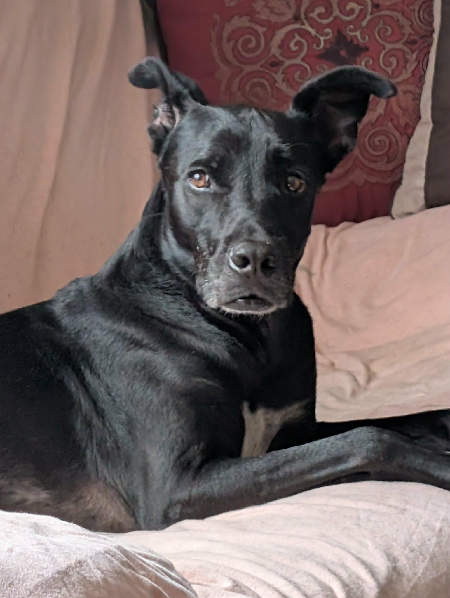 Chanito, a ADOPTABLE mixed breed in Pointe-Claire, QC image 6/6