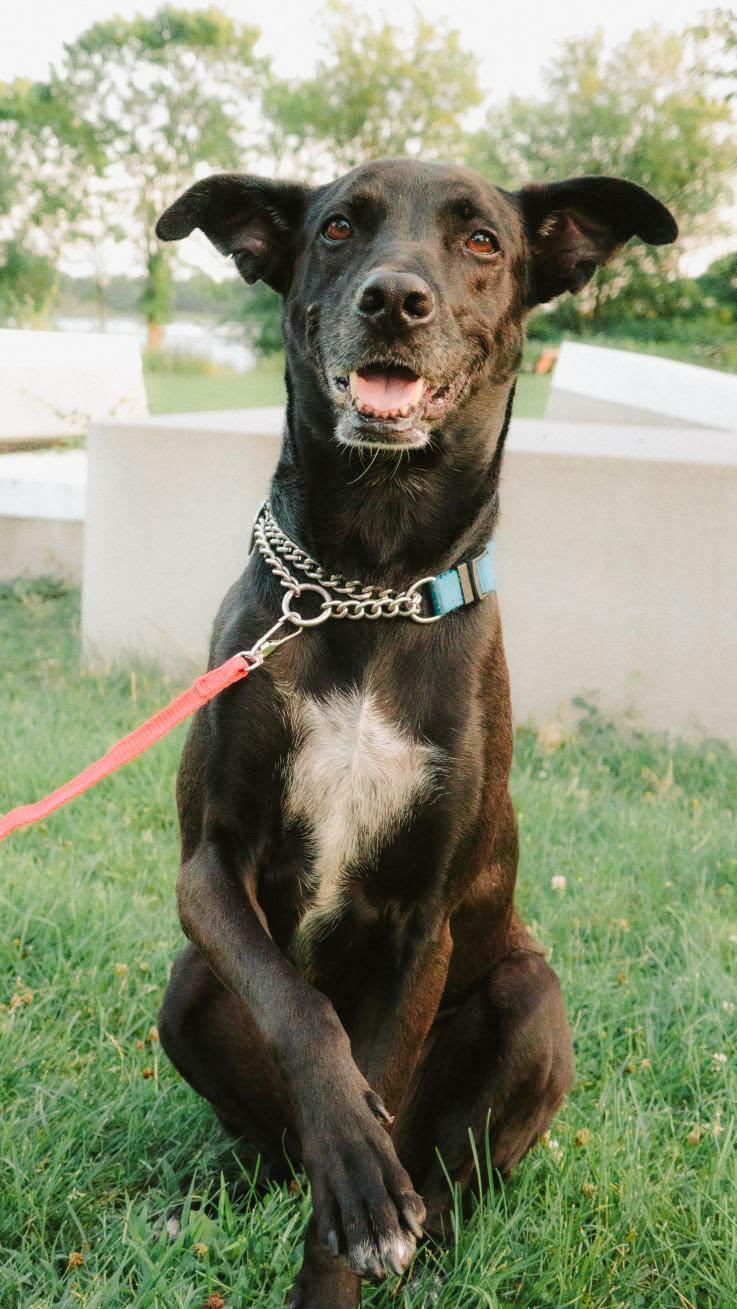 Chanito, a ADOPTABLE mixed breed in Pointe-Claire, QC image 4/6