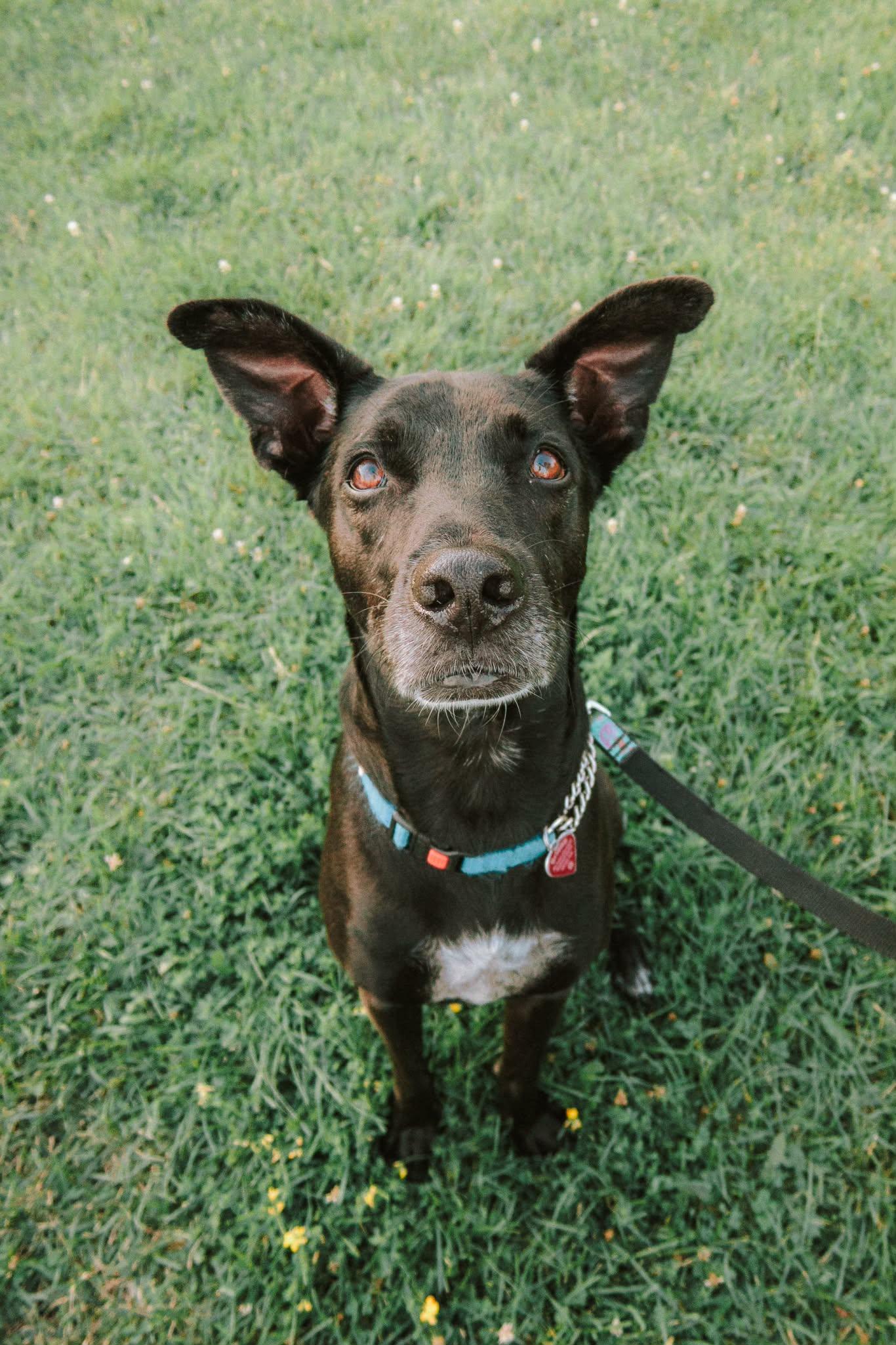 Chanito, a ADOPTABLE mixed breed in Pointe-Claire, QC image 6/6