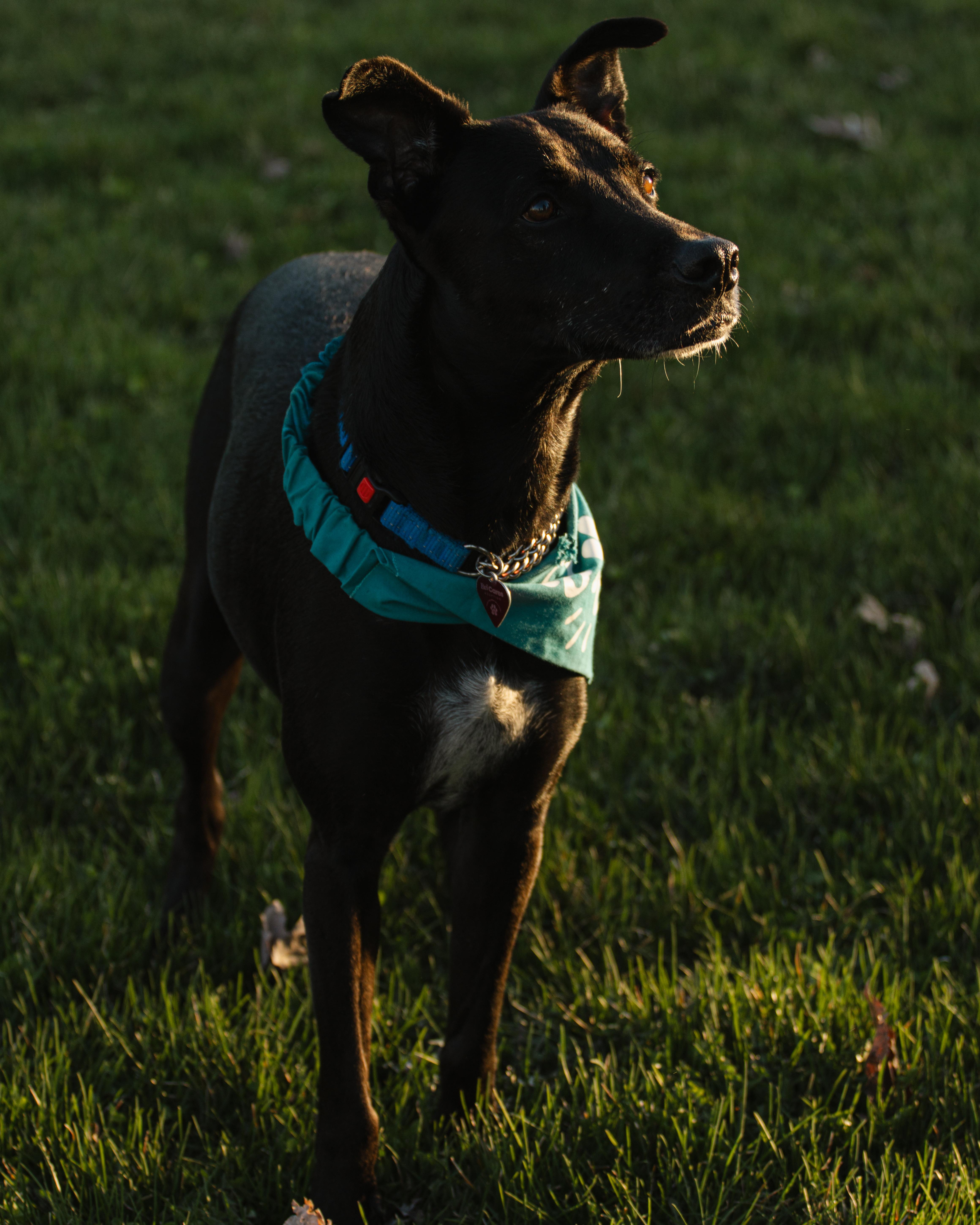 Enlarge Chanito, a ADOPTABLE mixed breed in Pointe-Claire, QC image 4/6